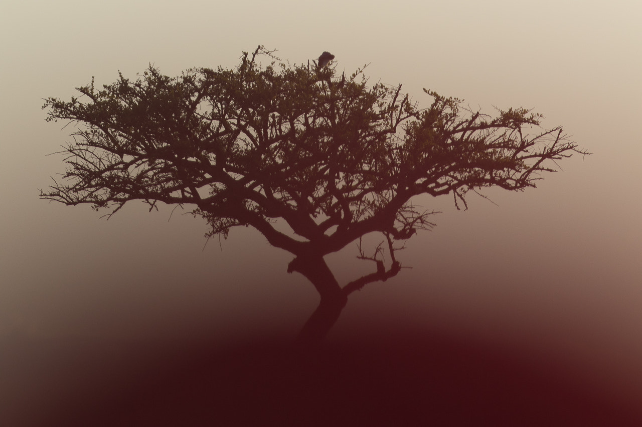 Canon EF 400mm F4 DO IS II USM sample photo. Tree photography