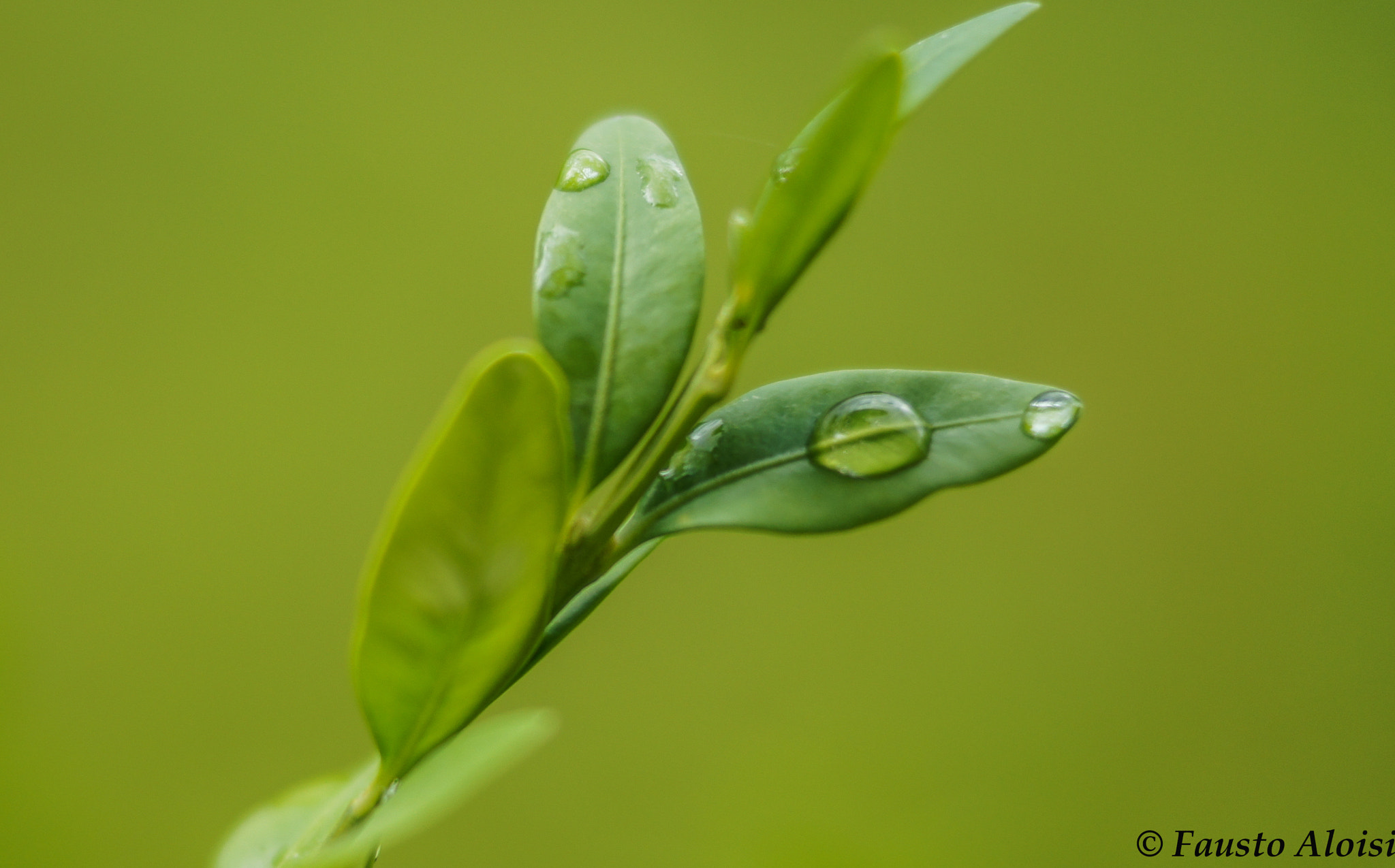 Sony SLT-A35 sample photo. Drop on green photography