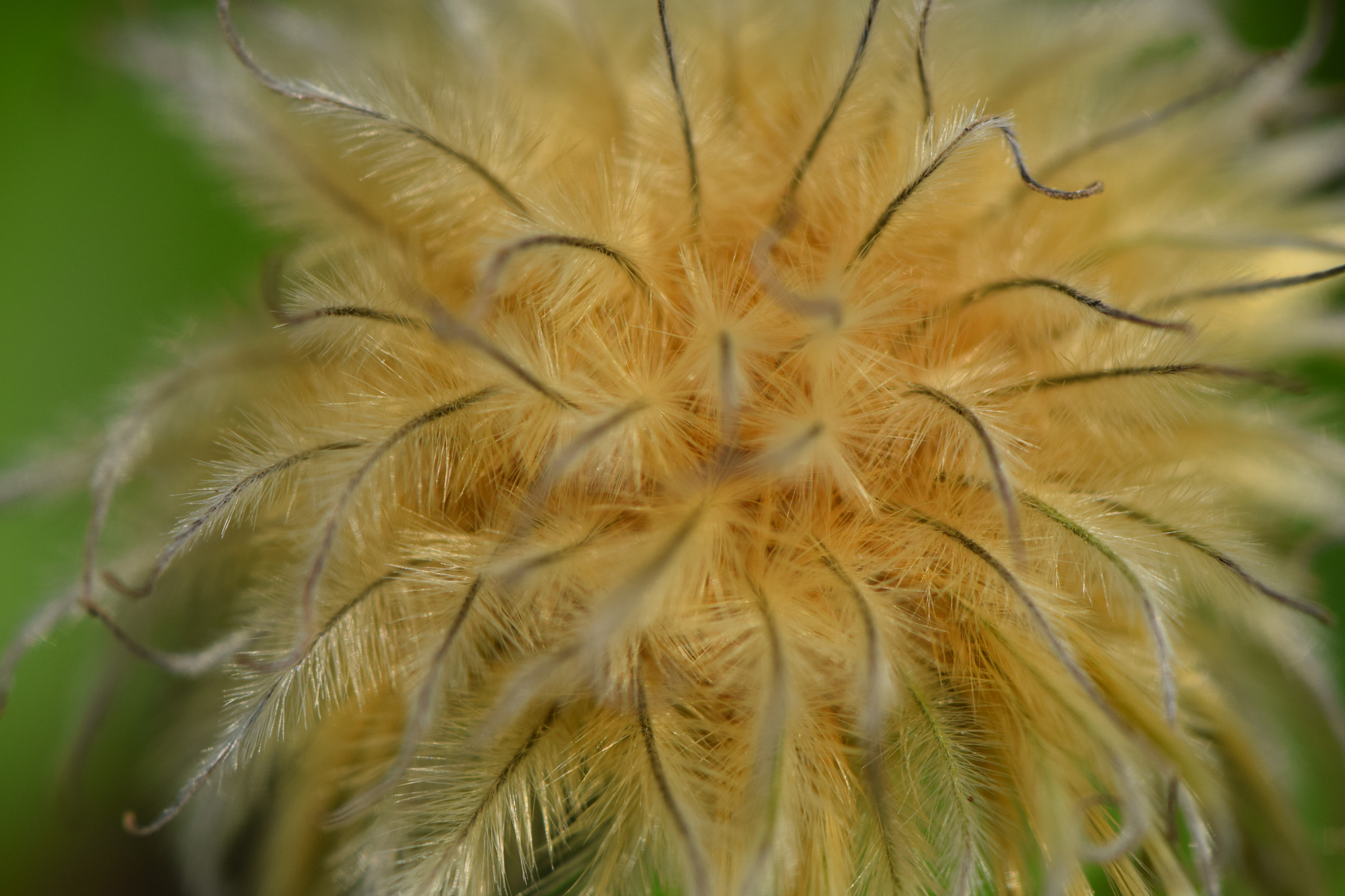 Nikon AF-S DX Micro-Nikkor 85mm F3.5G ED VR sample photo. Fuzzy seed ball photography