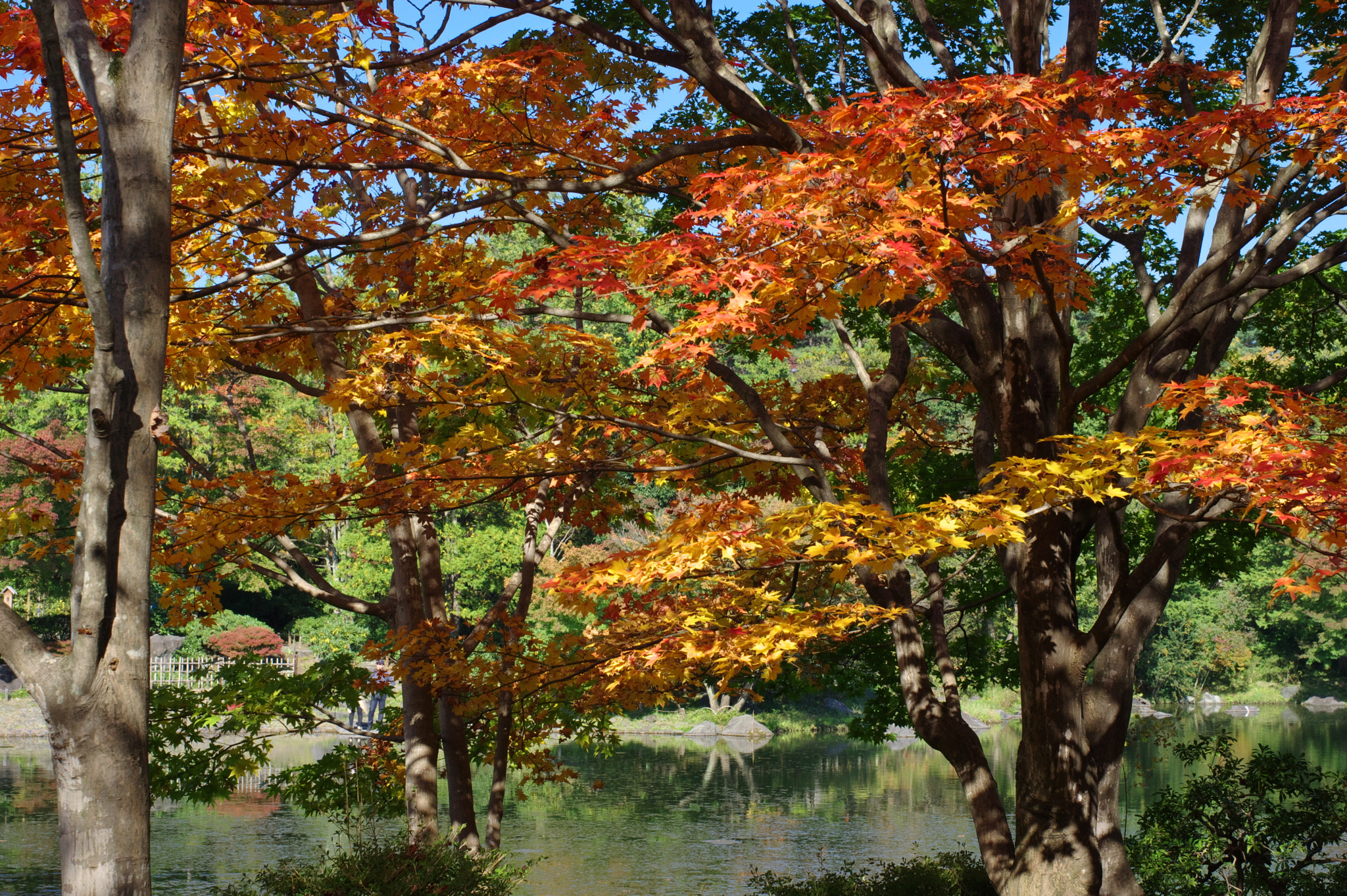Pentax smc FA 43mm F1.9 Limited sample photo. This saturday warm tokyo.... photography