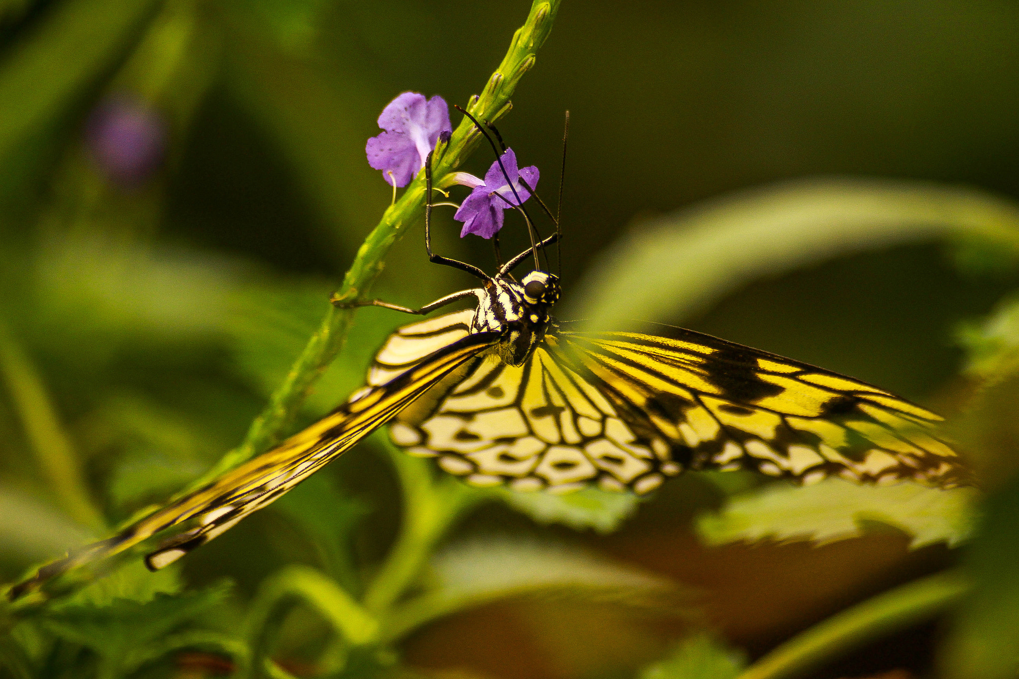 Sigma 55-200mm f/4-5.6 DC sample photo. Butterfly closeup photography