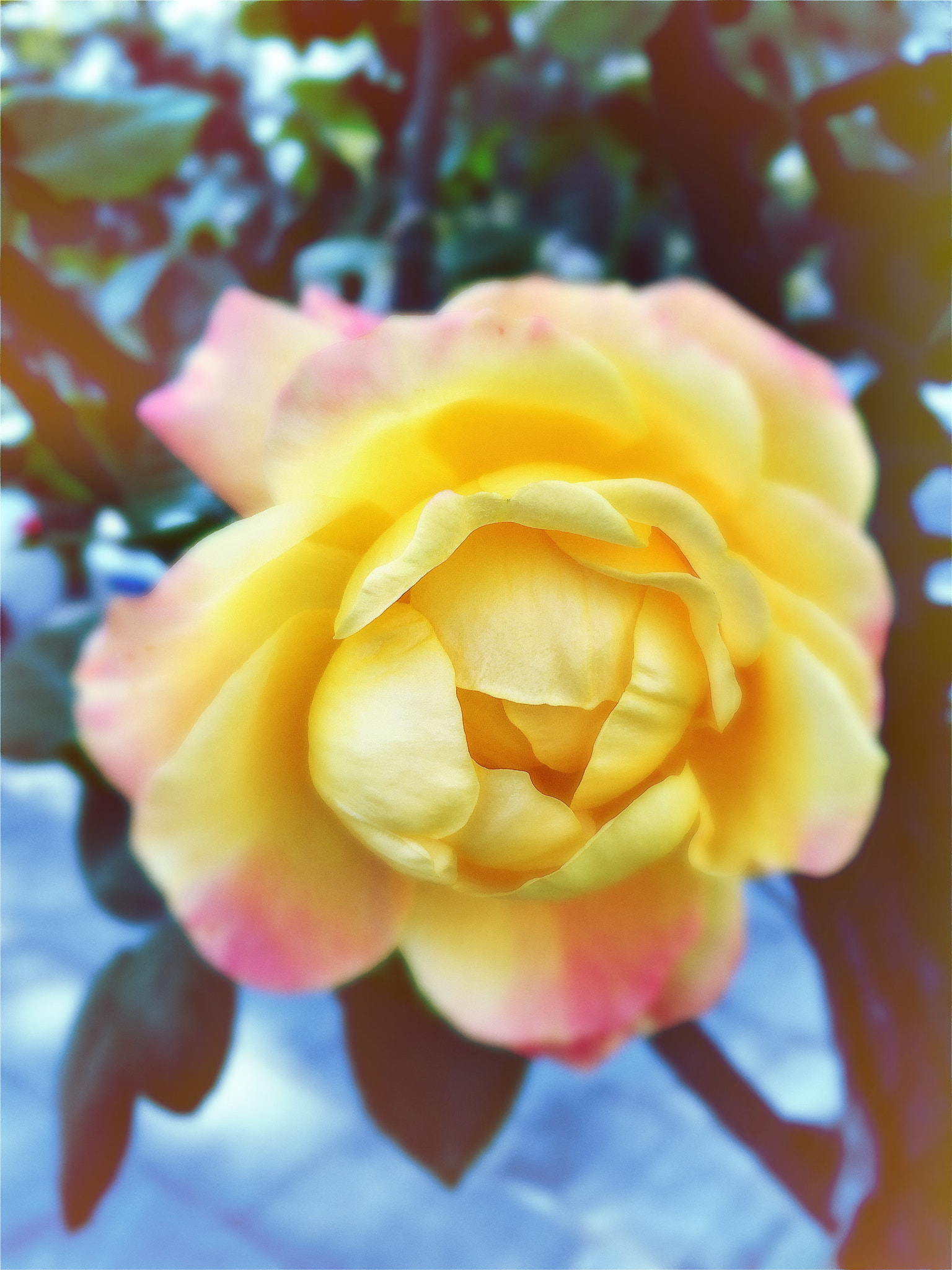 Hipstamatic 322 sample photo. Flower，no.7 photography