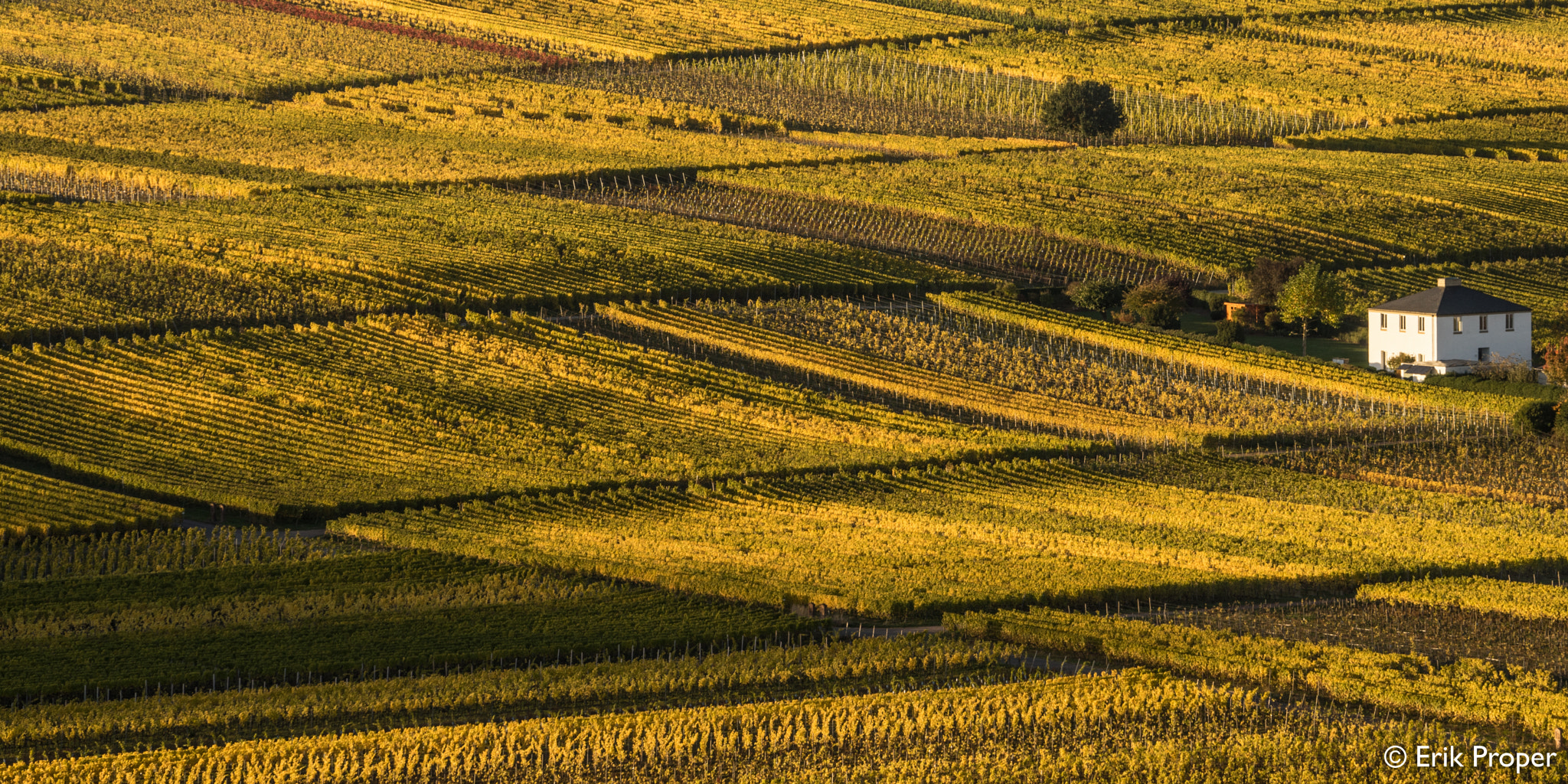 Sony FE 70-200mm F2.8 GM OSS sample photo. Week 2016.45 - vines of the fall photography
