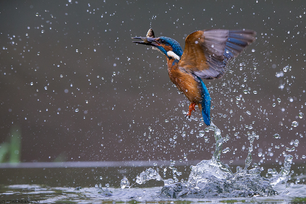 Canon EOS-1D X + Canon EF 70-200mm F2.8L IS USM sample photo. Kingfisher photography