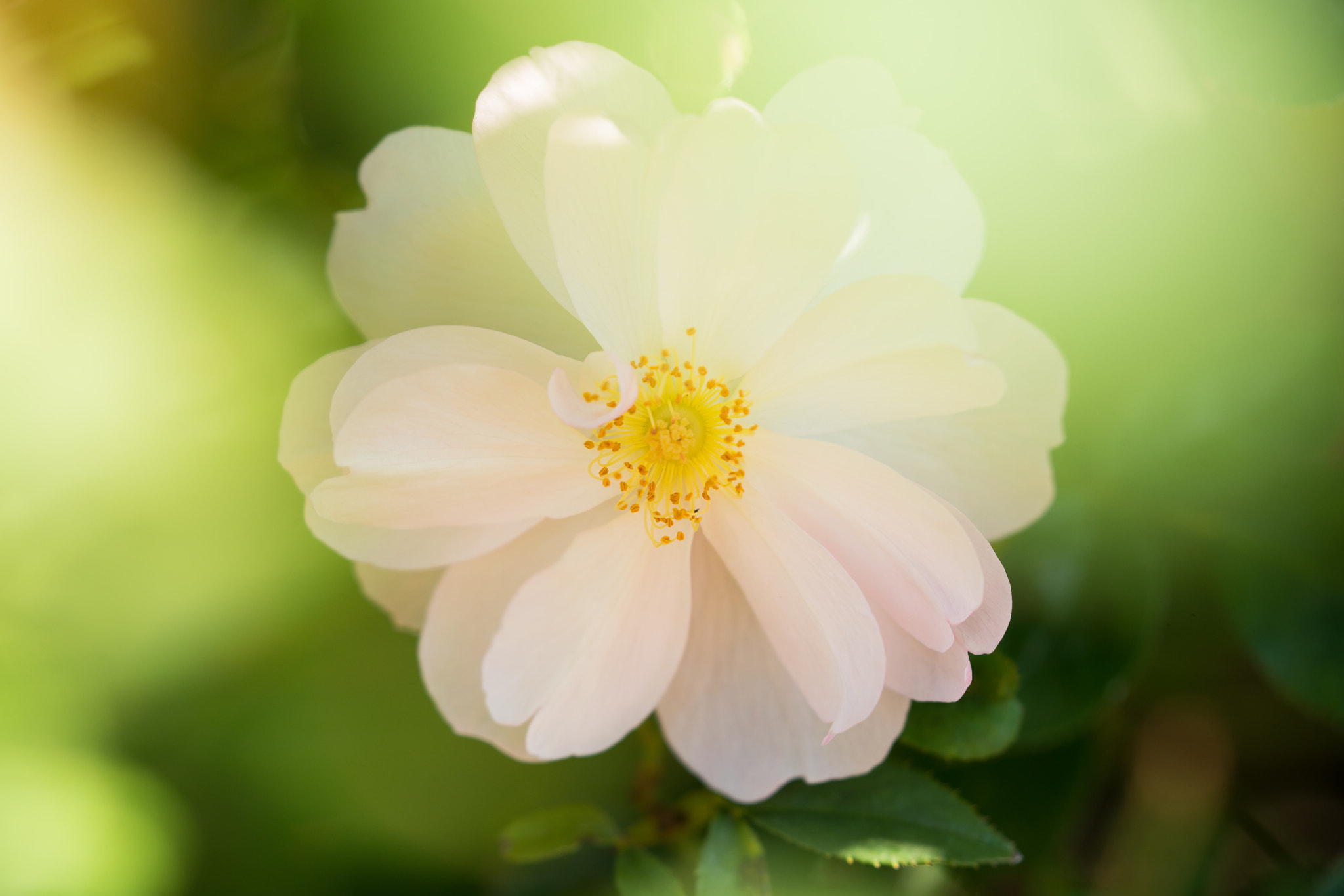 Sony a7R II + Tamron SP 70-300mm F4-5.6 Di USD sample photo. White rose photography