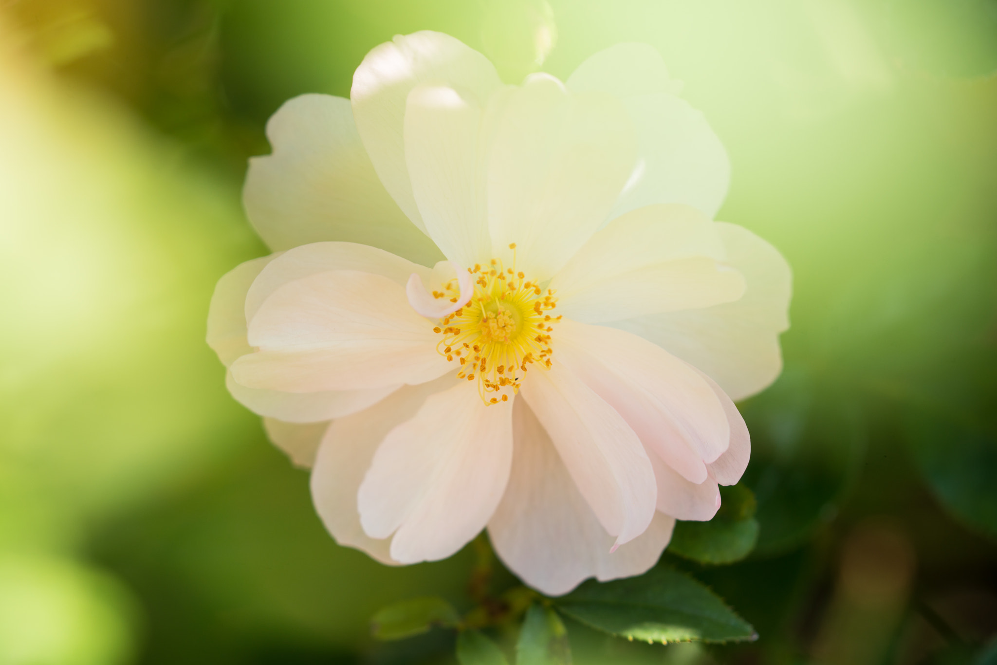 Tamron SP 70-300mm F4-5.6 Di USD sample photo. White rose photography