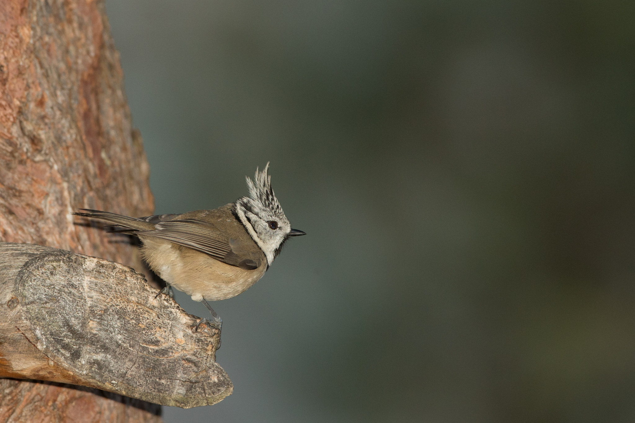 Canon EOS-1D X + Canon EF 500mm F4L IS USM sample photo. Img photography