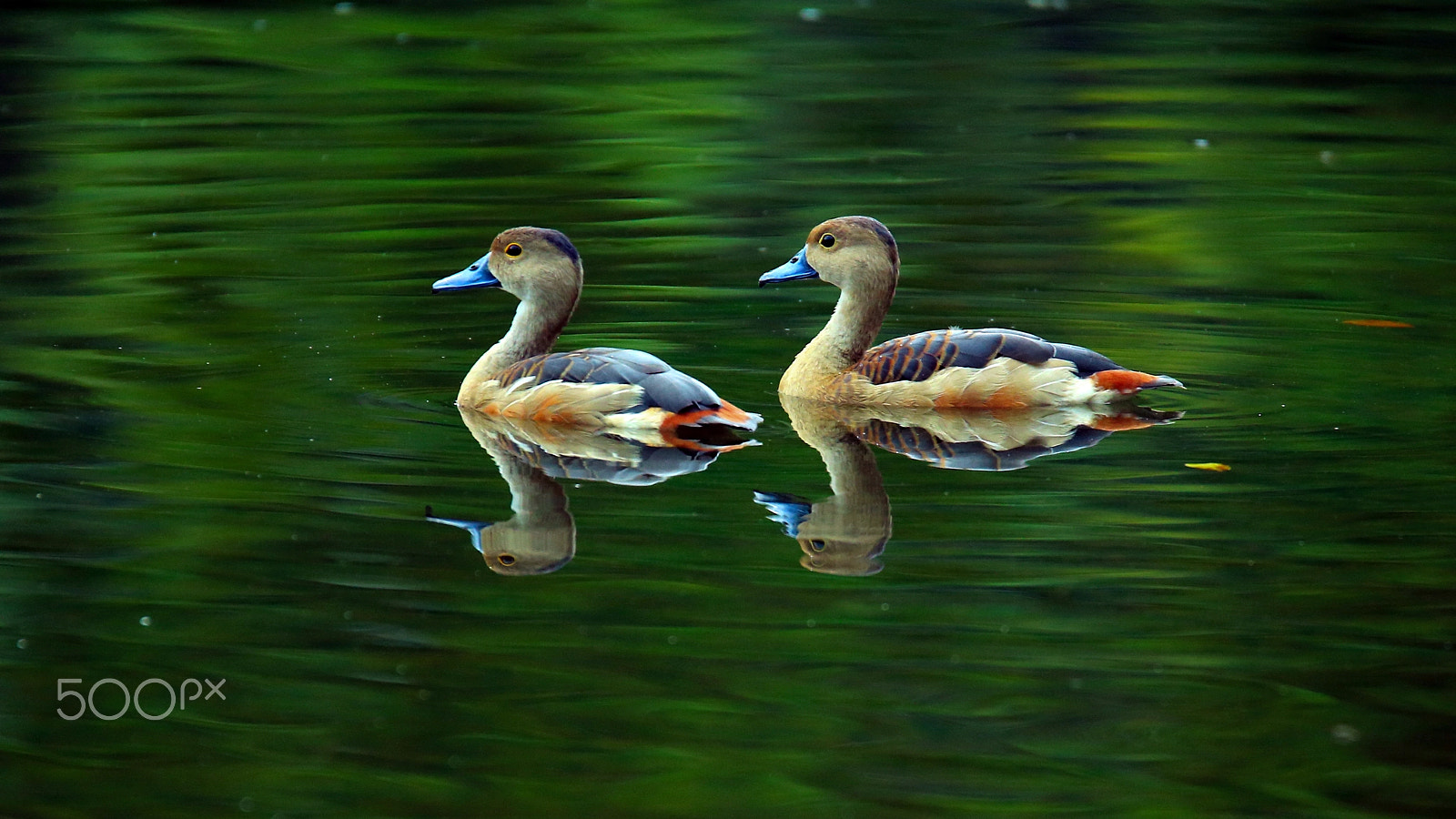 Tamron SP 150-600mm F5-6.3 Di VC USD sample photo. Duck photography
