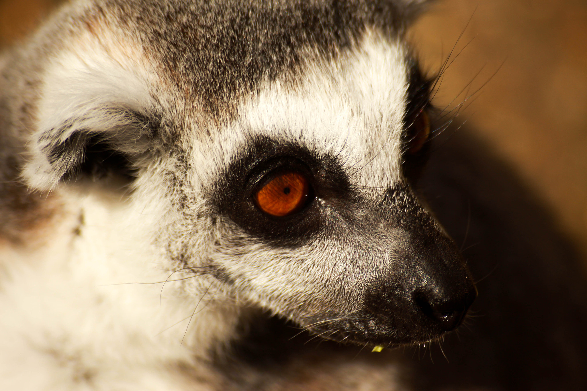 Sigma 55-200mm f/4-5.6 DC sample photo. Lima photography