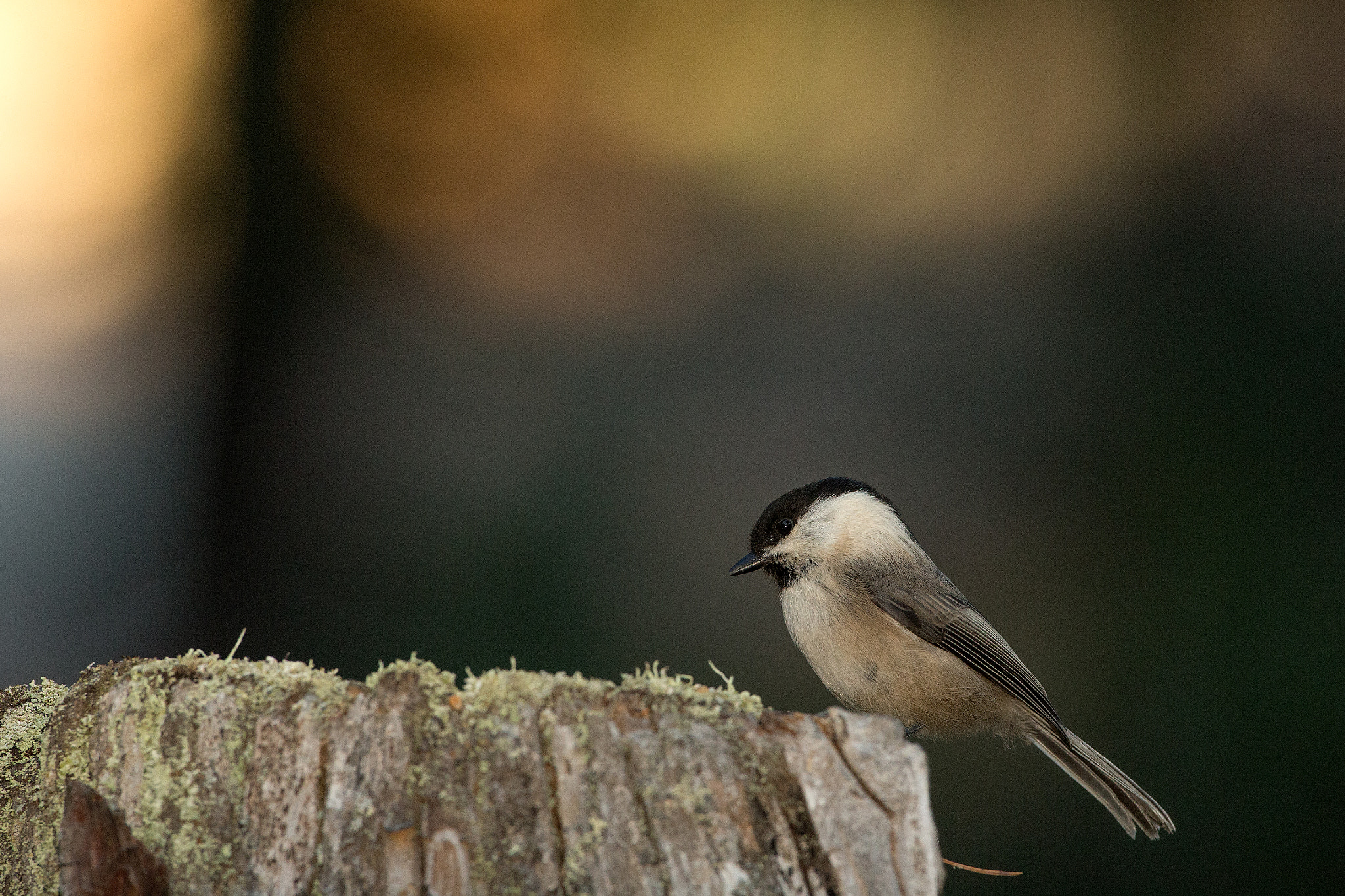Canon EOS-1D X + Canon EF 500mm F4L IS USM sample photo. Editar editar photography