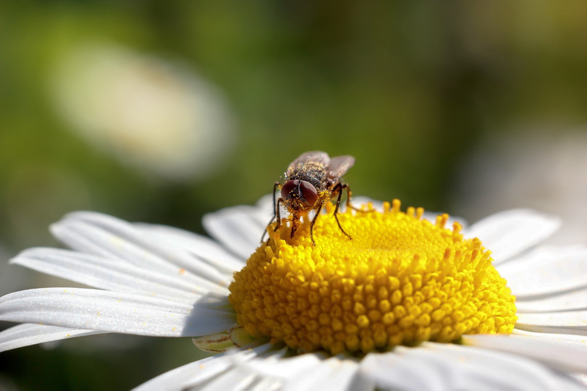 Canon EF 35-80mm f/4-5.6 sample photo. Insect photography