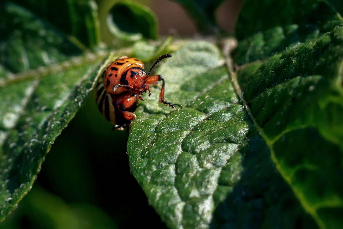 Canon EF 35-80mm f/4-5.6 sample photo. Beetle photography