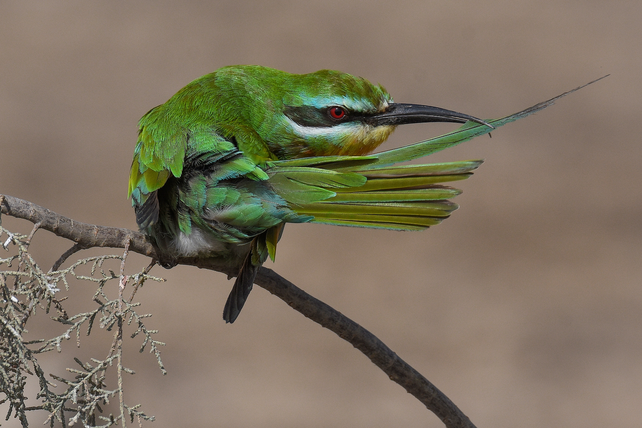 Nikon D7200 + Sigma 150-600mm F5-6.3 DG OS HSM | S sample photo. Blue-cheecked bee-eater  photography