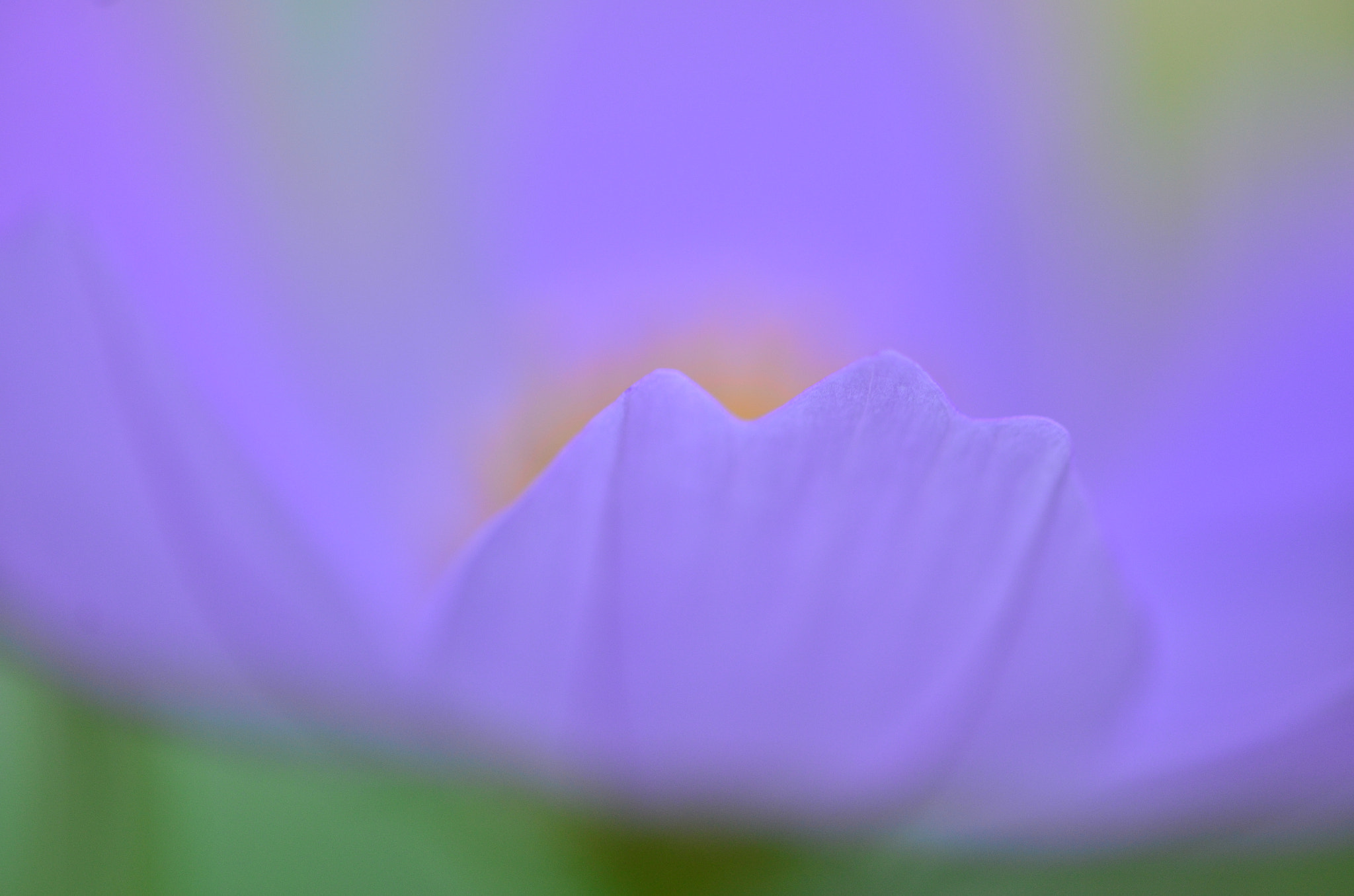 Nikon AF-S DX Micro-Nikkor 85mm F3.5G ED VR sample photo