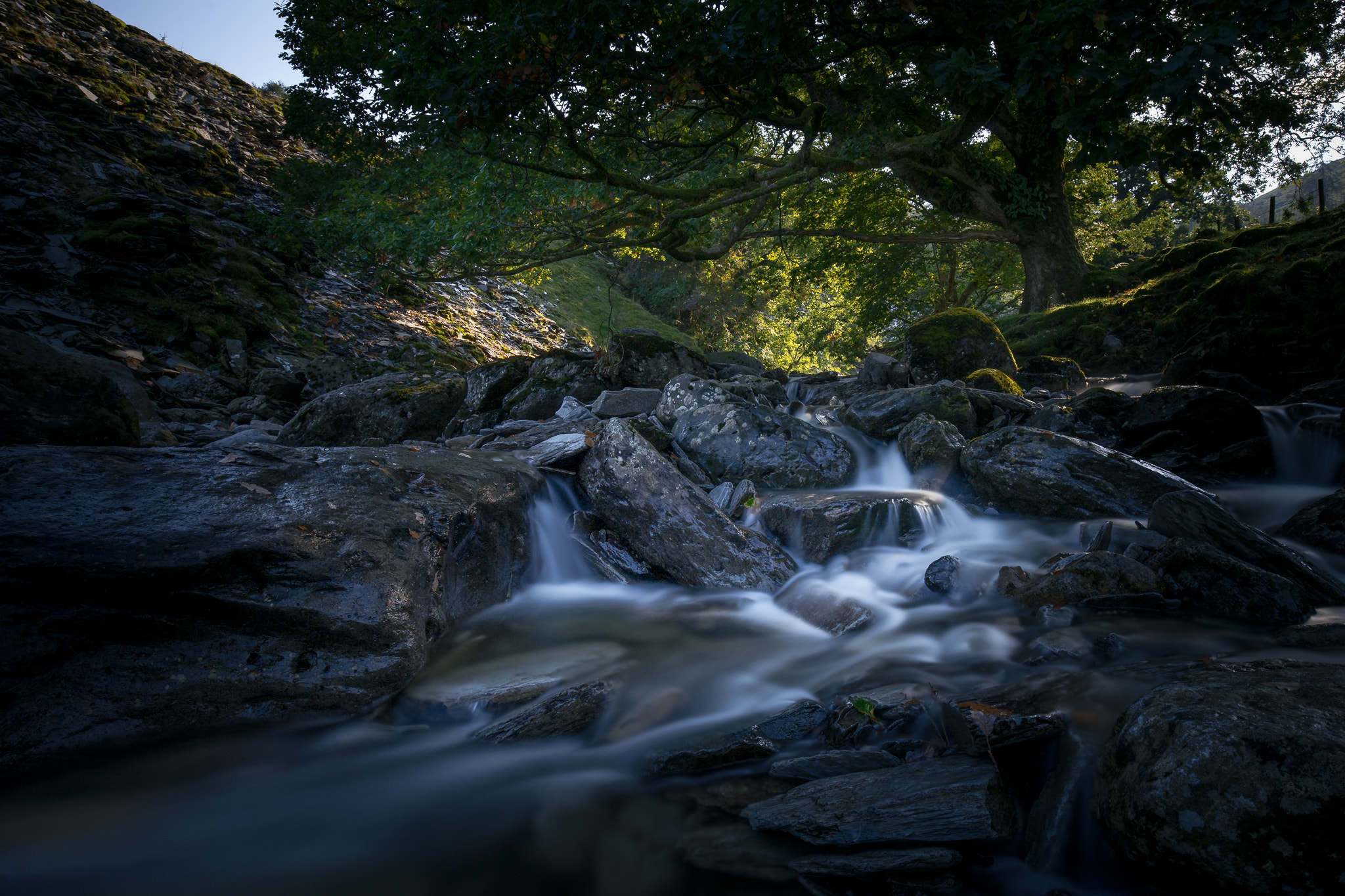 Canon EF 16-35mm F4L IS USM sample photo. -underneath the oak- photography