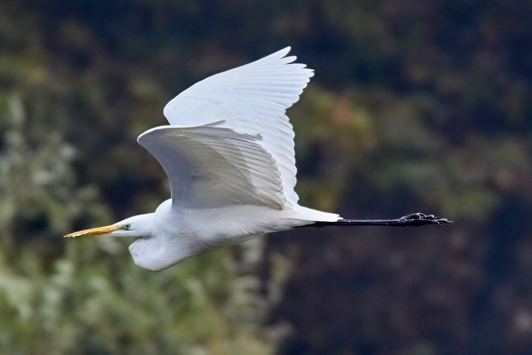 Tamron SP 150-600mm F5-6.3 Di VC USD sample photo. Like a spear photography