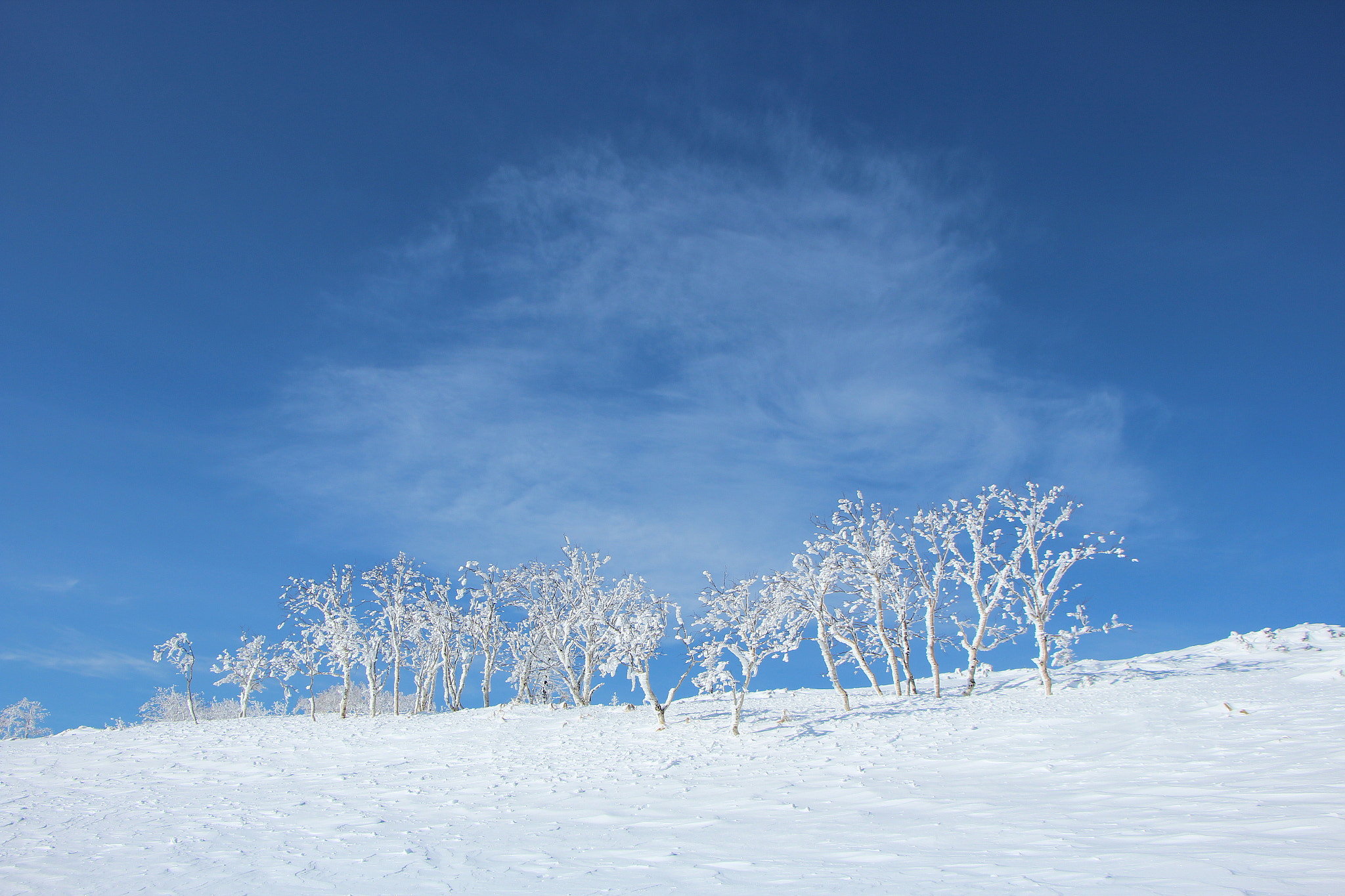 Canon EOS 600D (Rebel EOS T3i / EOS Kiss X5) sample photo. White tree photography