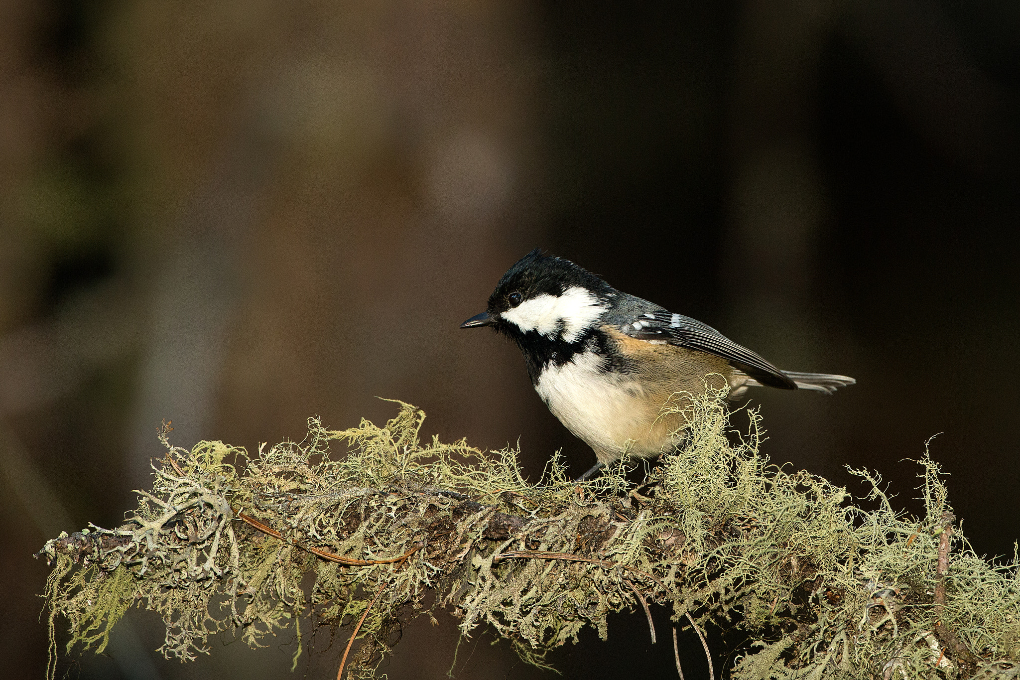 Canon EOS-1D X + Canon EF 500mm F4L IS USM sample photo. Editar photography
