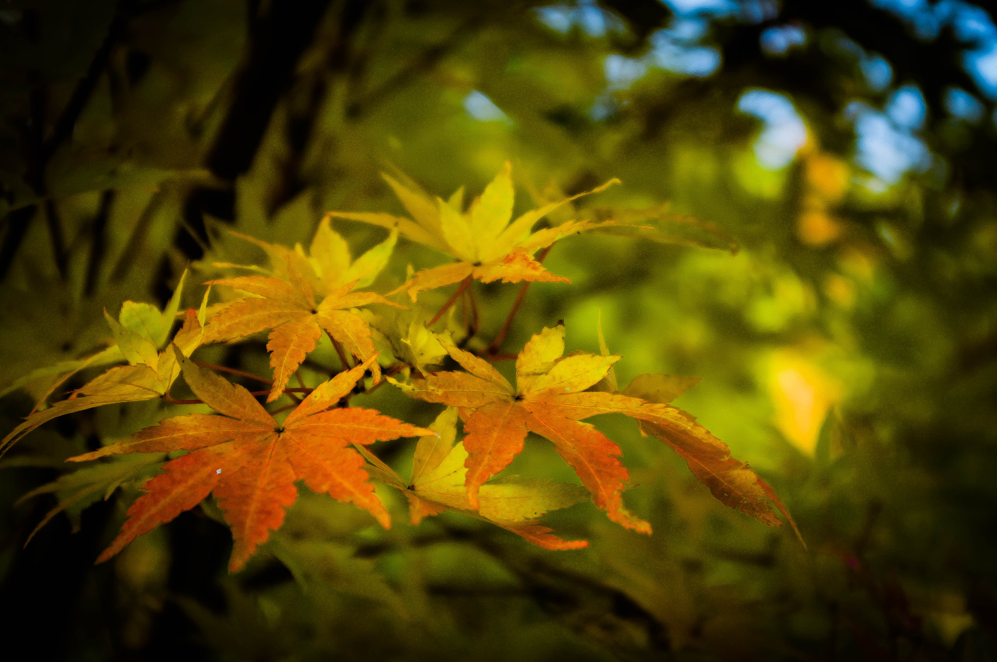 Pentax K20D sample photo