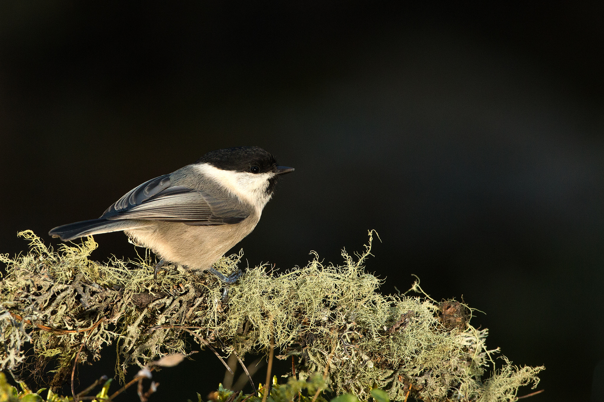 Canon EOS-1D X + Canon EF 500mm F4L IS USM sample photo. Editar photography