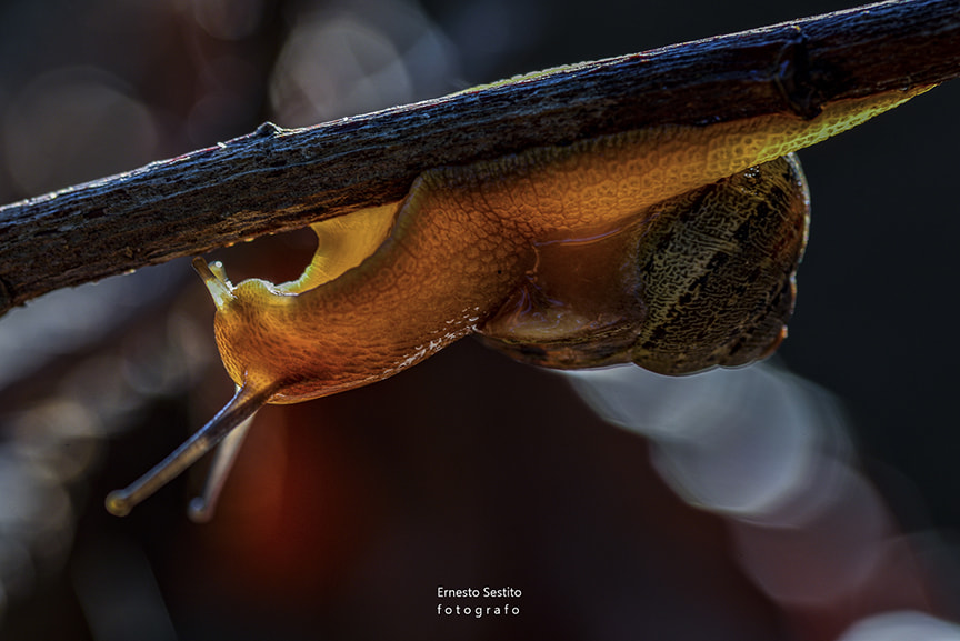 Sigma 105mm F2.8 EX DG OS HSM sample photo. Lumaca photography