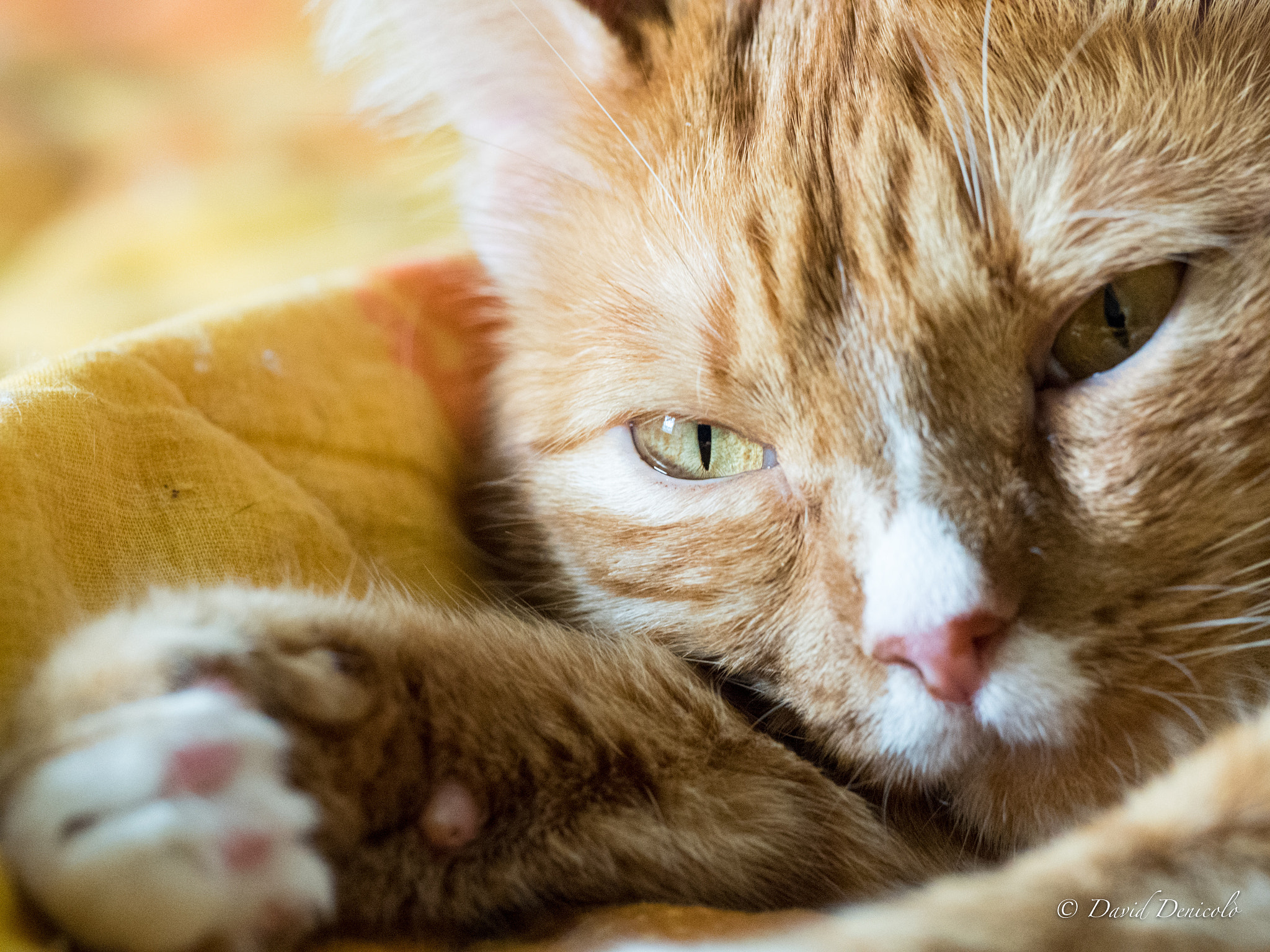 Olympus OM-D E-M5 II + OLYMPUS M.300mm F4.0 sample photo. Test m.zuiko 300/4 calcifer photography