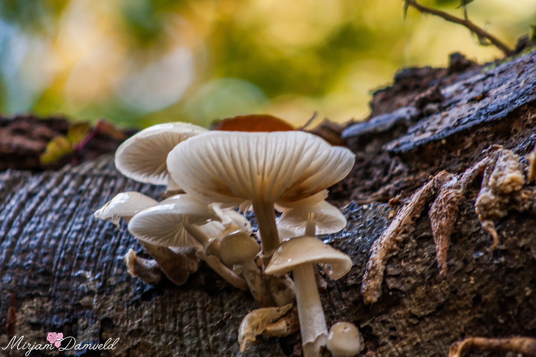 Canon EF 75-300mm f/4-5.6 USM sample photo