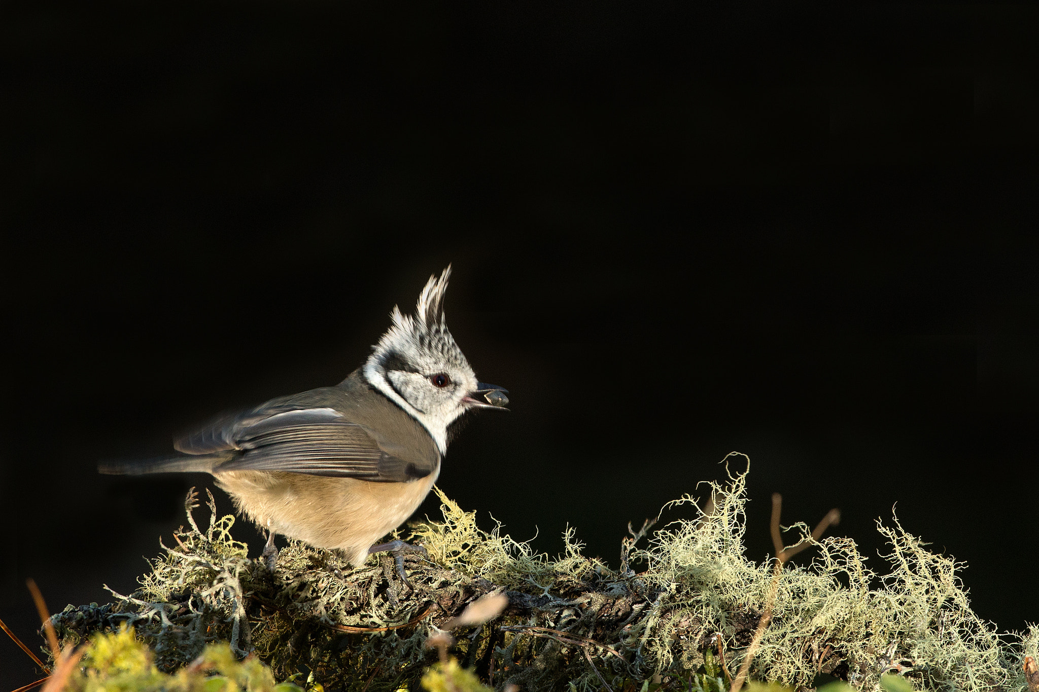 Canon EOS-1D X + Canon EF 500mm F4L IS USM sample photo. Editar photography