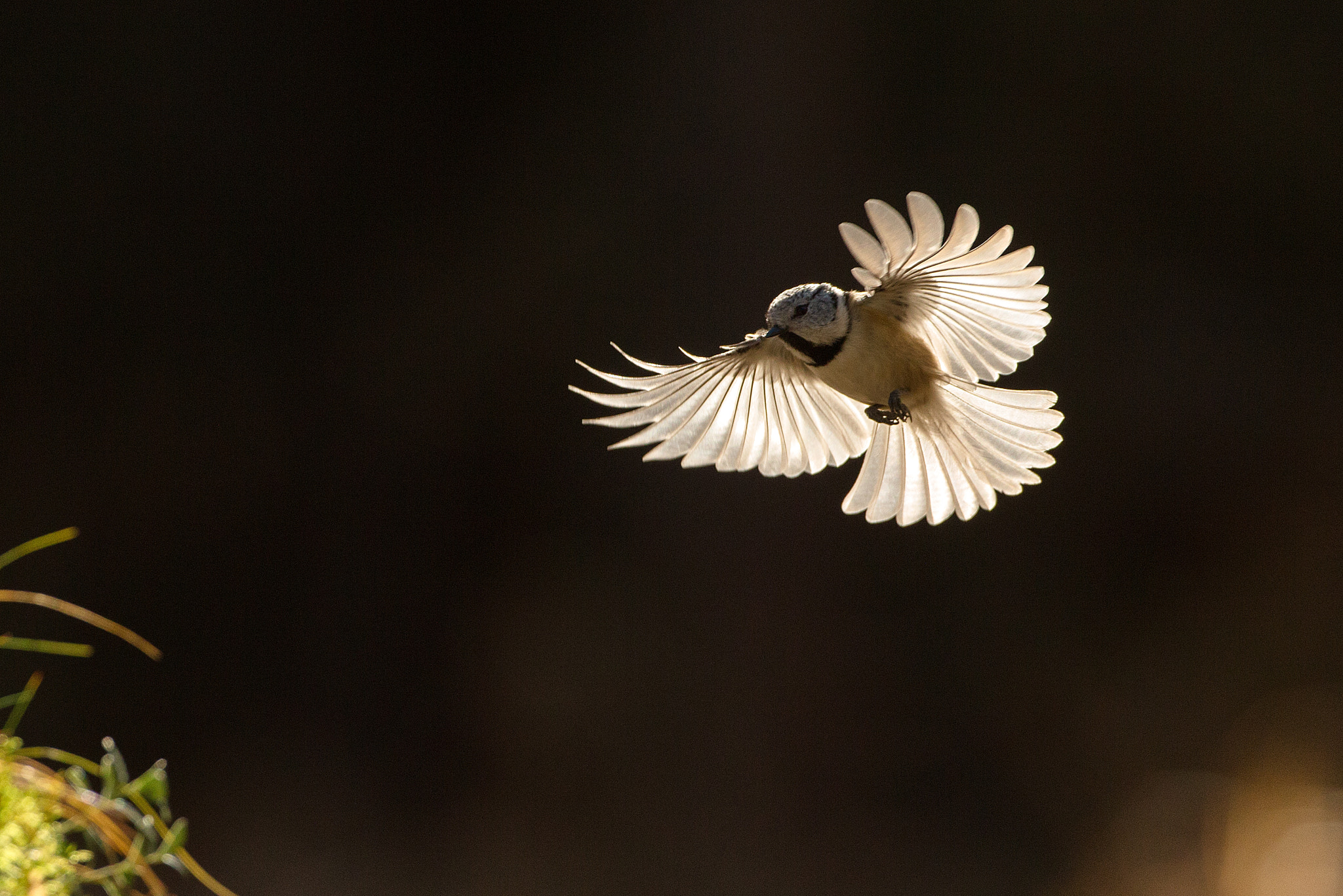 Canon EOS-1D X + Canon EF 500mm F4L IS USM sample photo. Editar photography