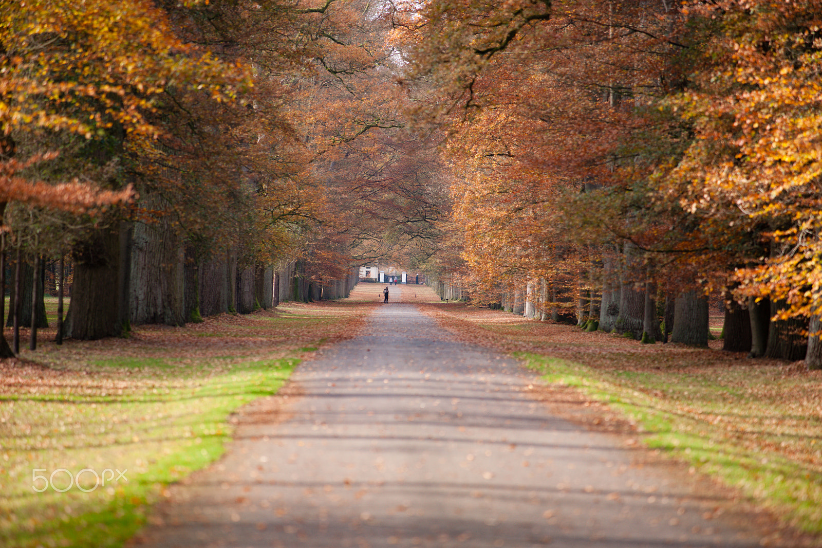 Sony Alpha DSLR-A900 sample photo. Pathway in the autumn forest photography