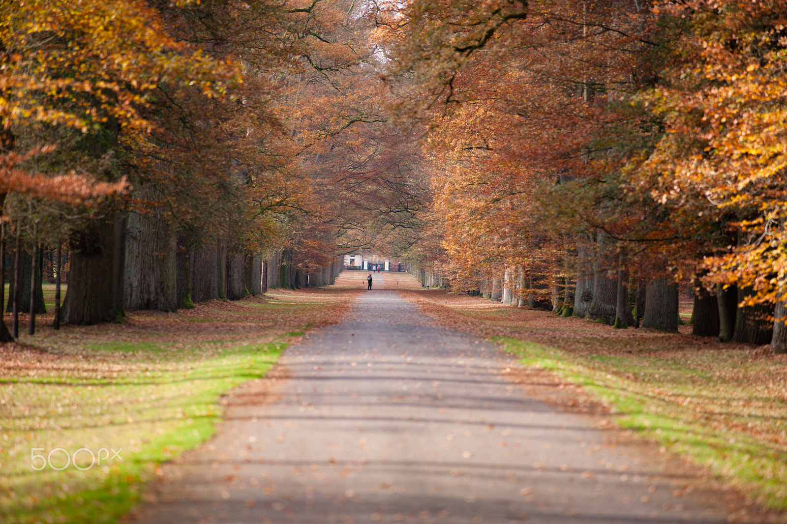 Minolta/Sony AF 70-200mm F2.8 G sample photo. Pathway in the autumn forest photography