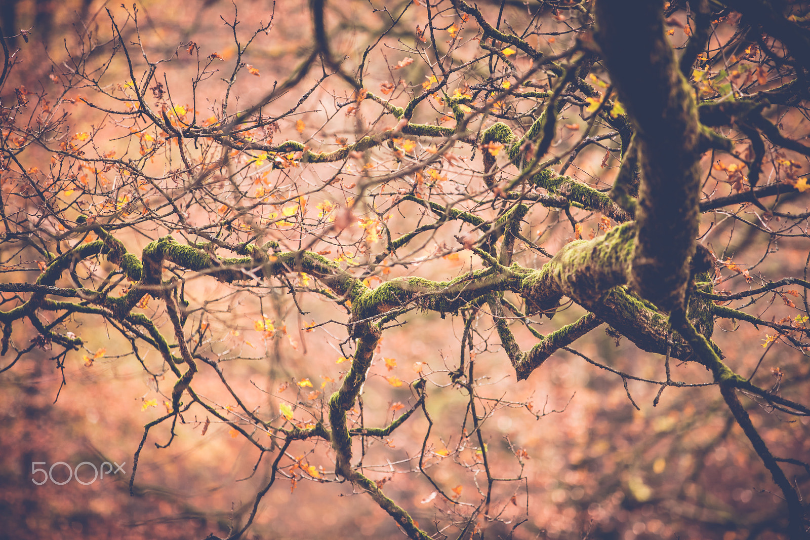 Minolta/Sony AF 70-200mm F2.8 G sample photo. Tree branches or twigs in autumn photography