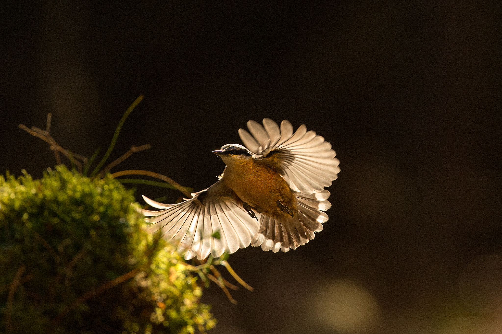 Canon EOS-1D X + Canon EF 500mm F4L IS USM sample photo. Editar photography