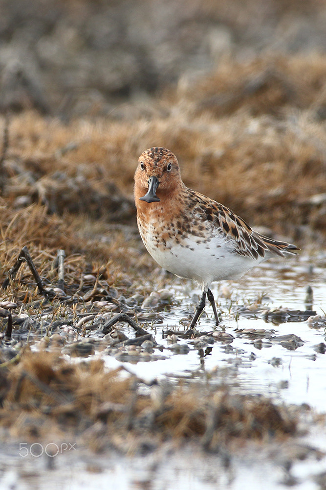 Canon EF 600mm f/4L IS sample photo. Sbs foraging photography