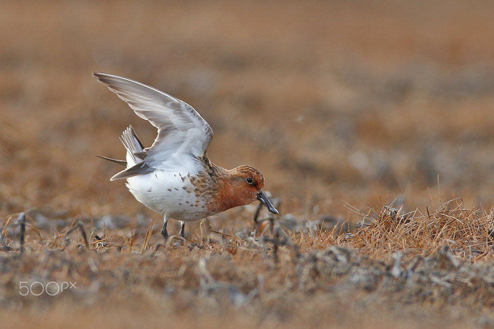 Canon EF 600mm f/4L IS sample photo. Sbs displaying photography