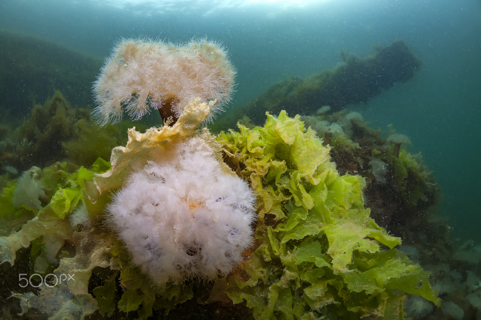 Canon EOS 5D Mark II + Canon EF 15mm F2.8 Fisheye sample photo. Sea of okhotsk photography