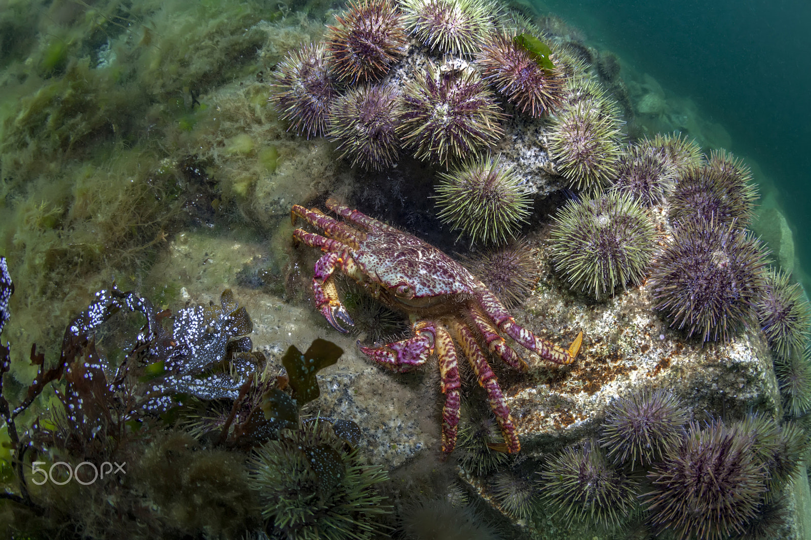 Canon EF 15mm F2.8 Fisheye sample photo. Sea of okhotsk photography