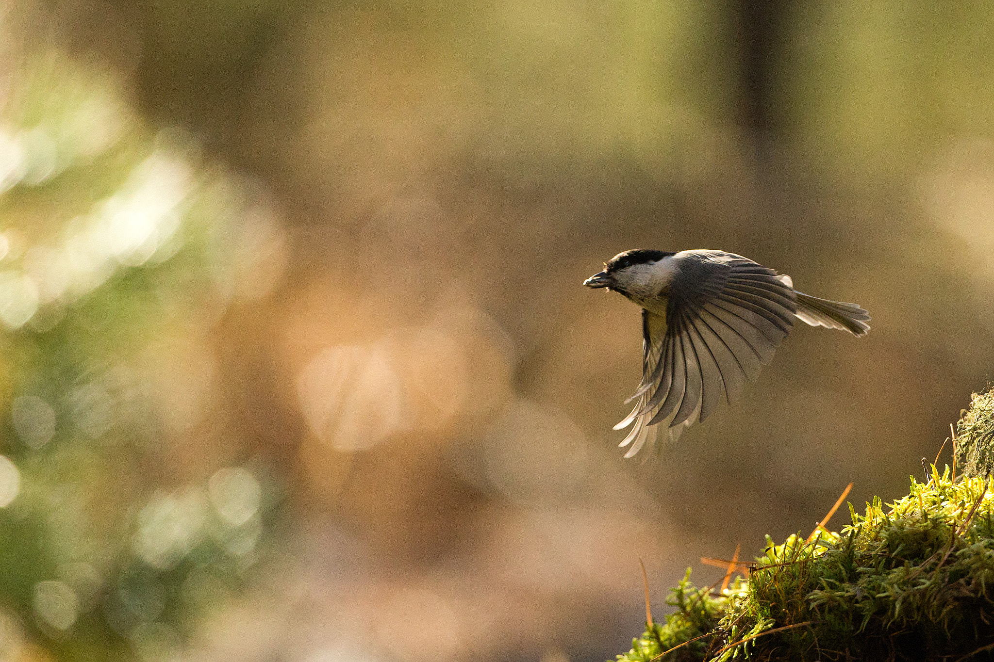 Canon EOS-1D X + Canon EF 500mm F4L IS USM sample photo. Editar photography