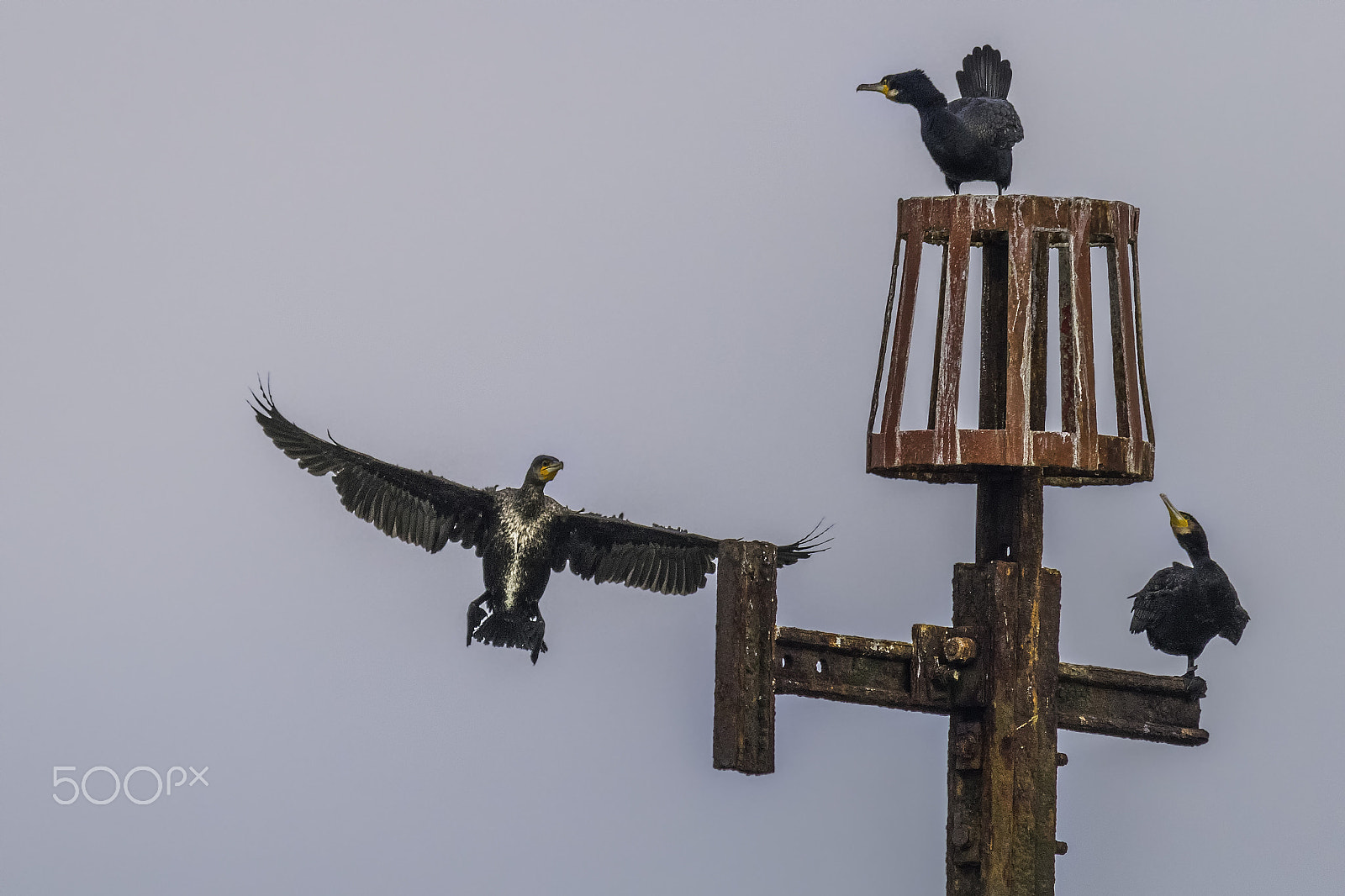 Sigma 150-500mm F5-6.3 DG OS HSM sample photo. Coming into land photography