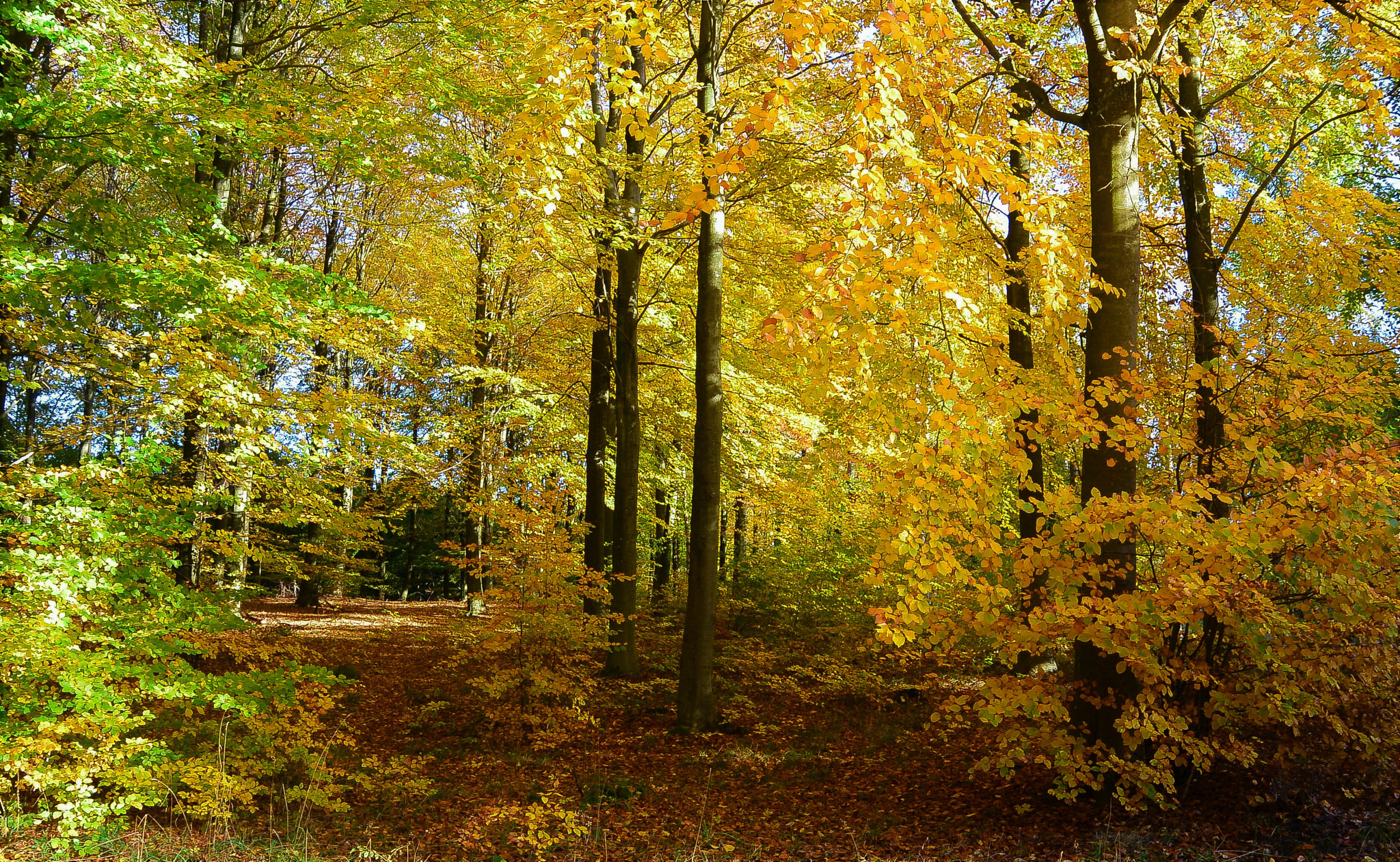 Nikon 1 Nikkor 11-27.5mm F3.5-5.6 sample photo. Nature´s vanity... photography