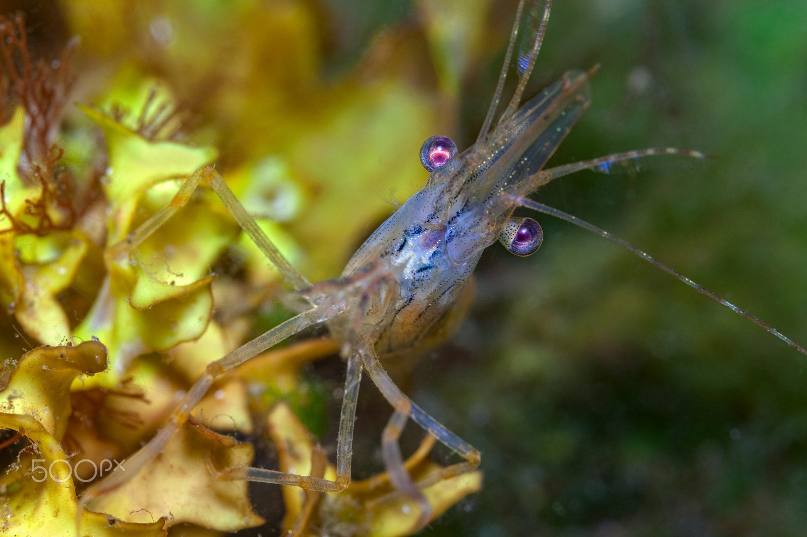 Canon EF 100mm F2.8 Macro USM sample photo. Sea of okhotsk photography
