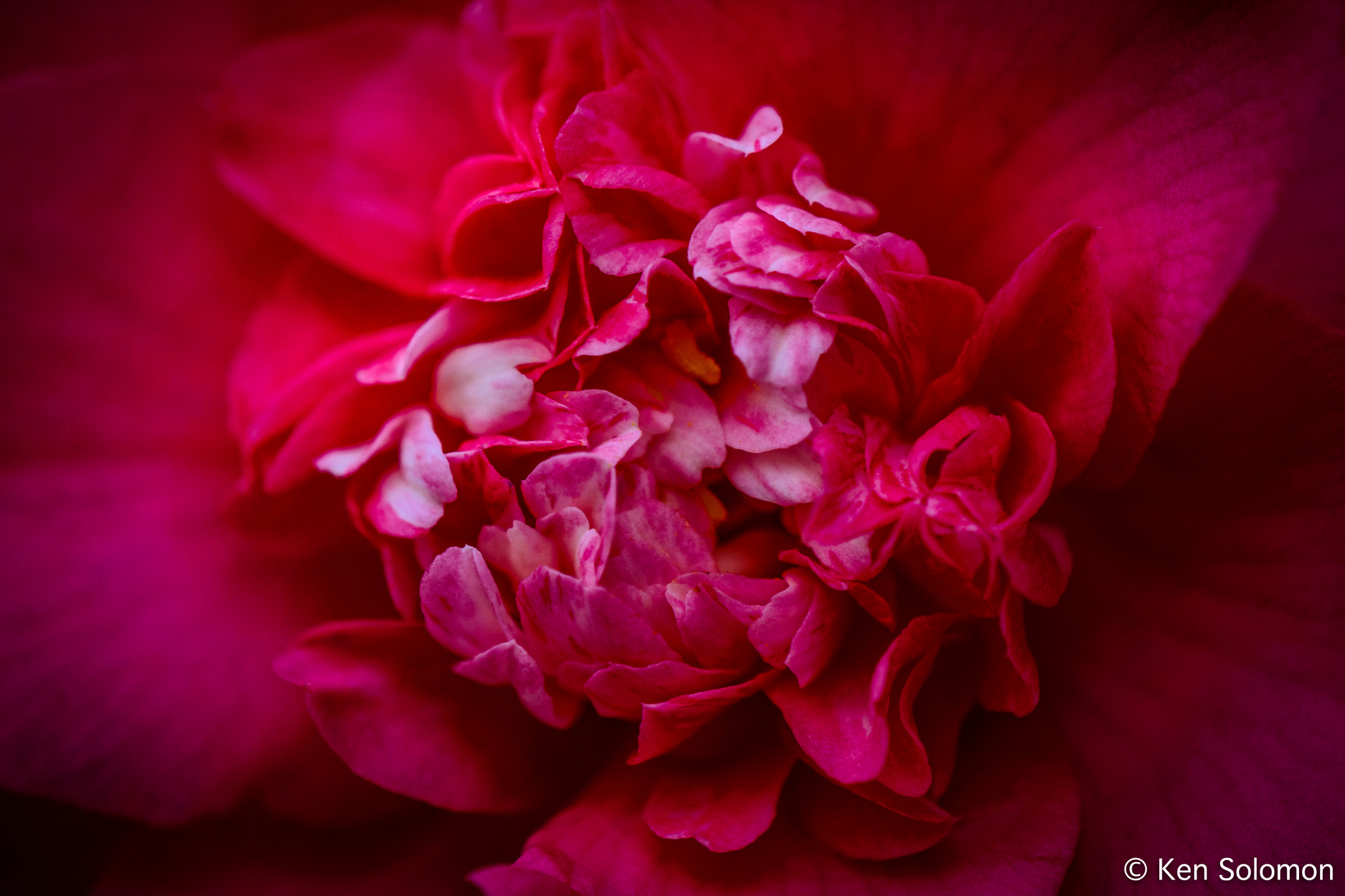 Nikon AF-S DX Micro-Nikkor 85mm F3.5G ED VR sample photo. Camellia. photography