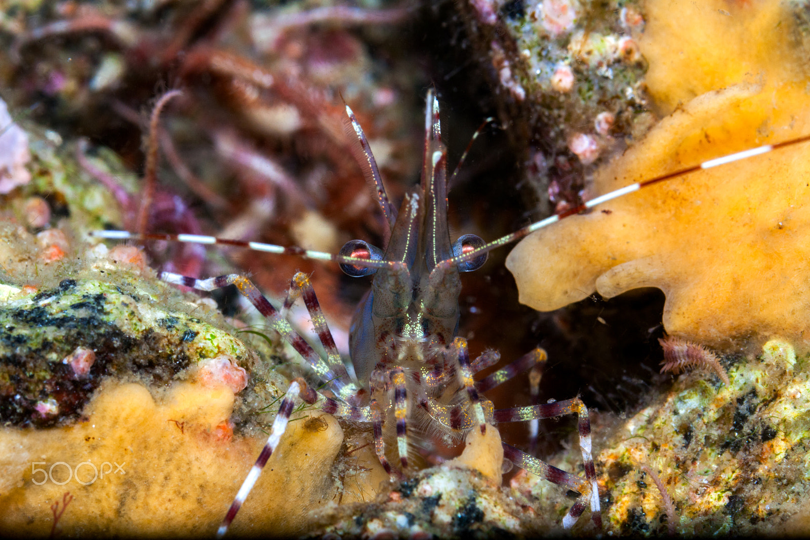 Canon EF 100mm F2.8 Macro USM sample photo. Sea of okhotsk photography