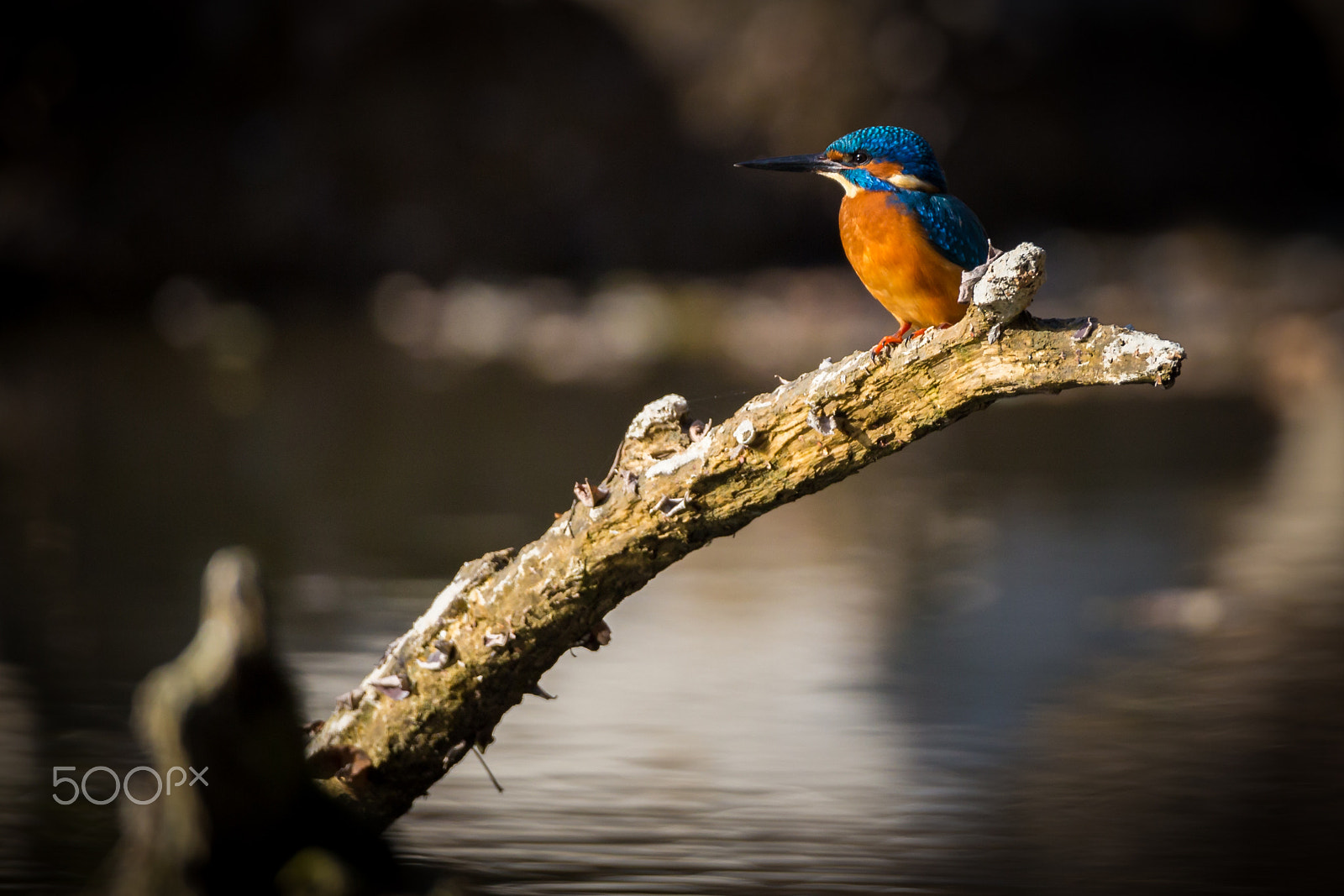 Canon EOS 6D sample photo. The kingfisher enjoy sunlight and catching fish photography