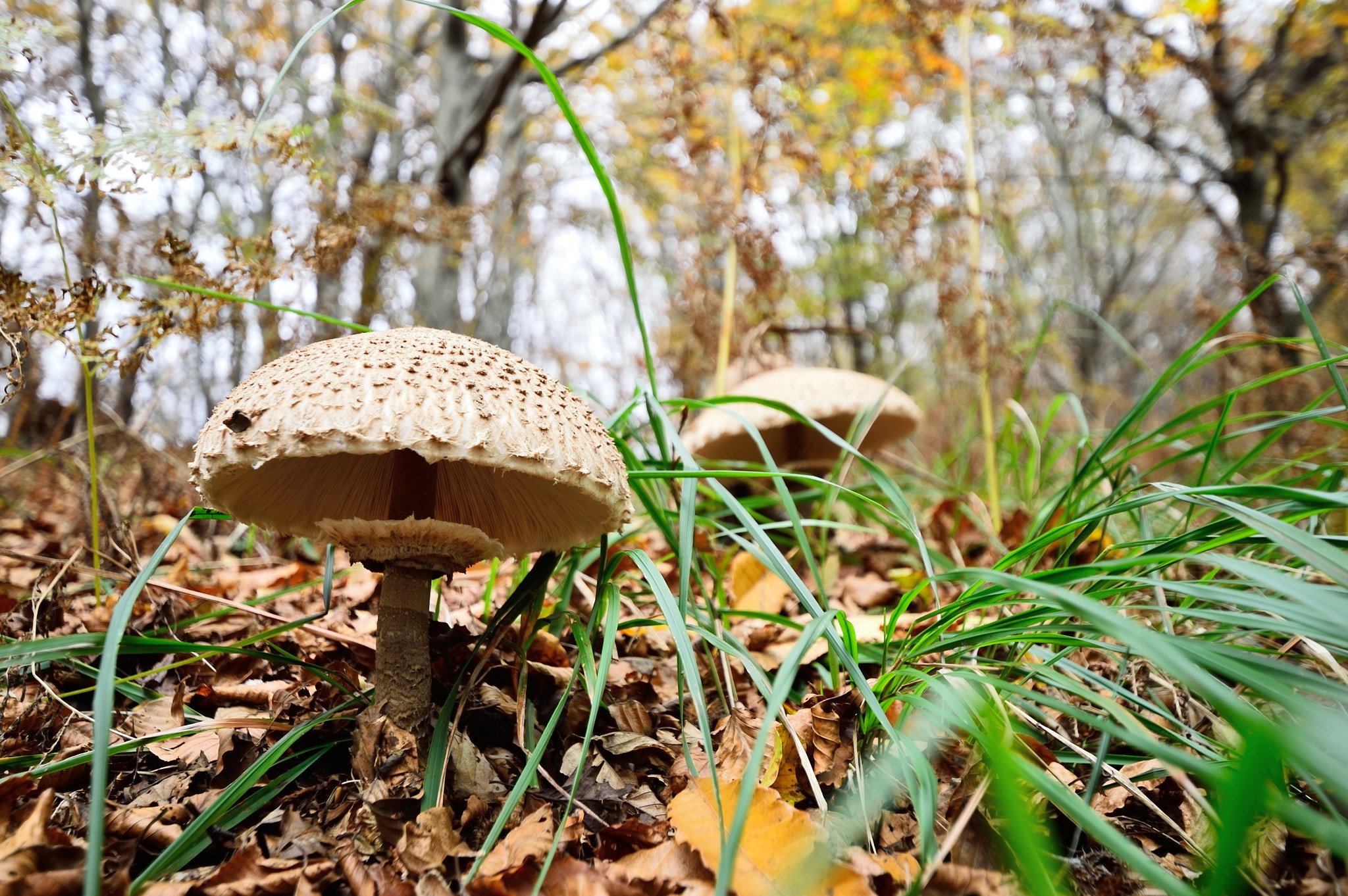 Sigma 10-20mm F3.5 EX DC HSM sample photo. Mazze di tamburo photography