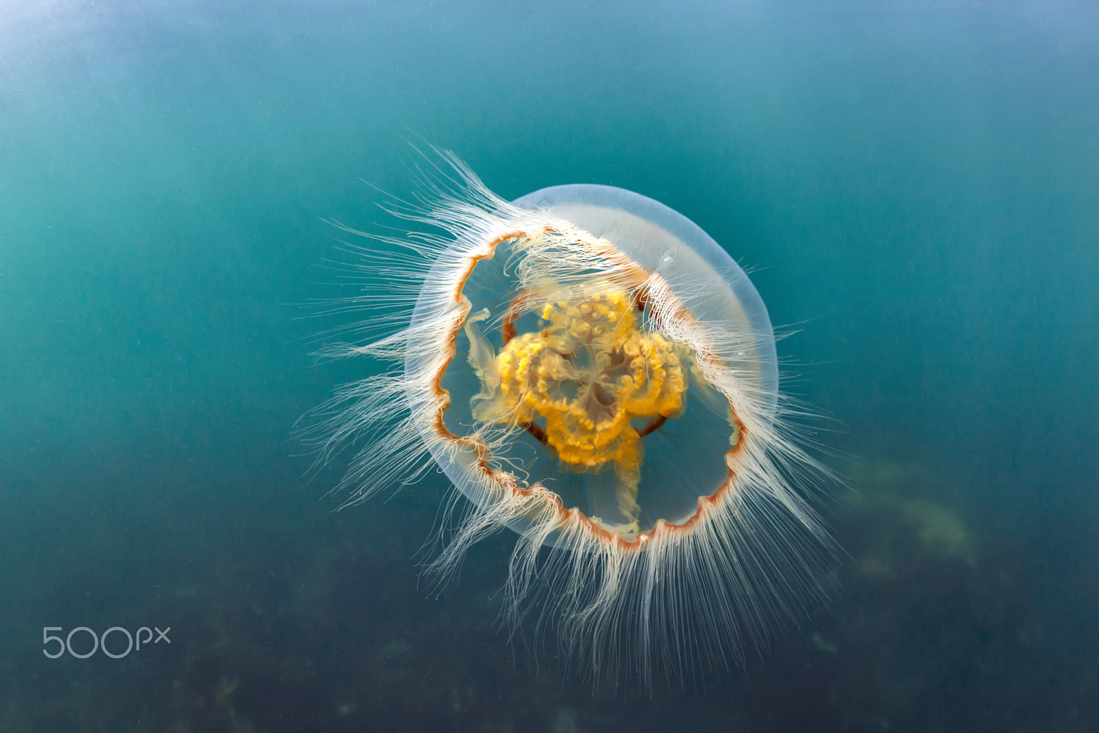 Canon EOS 5D Mark II + Canon EF 15mm F2.8 Fisheye sample photo. Sea of okhotsk photography