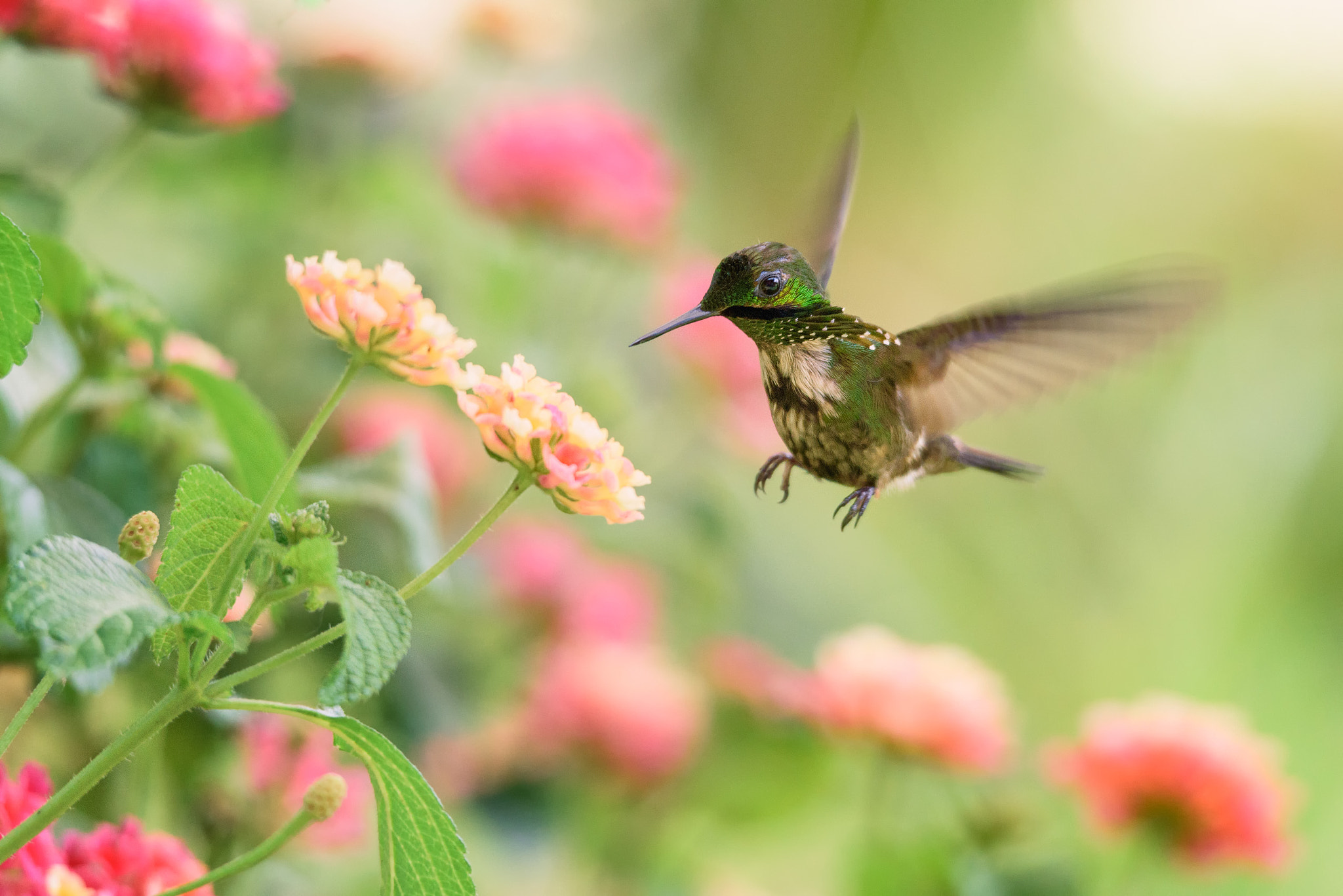 Sigma 150-500mm F5-6.3 DG OS HSM sample photo. Topetinho-verde (festive coquette) photography