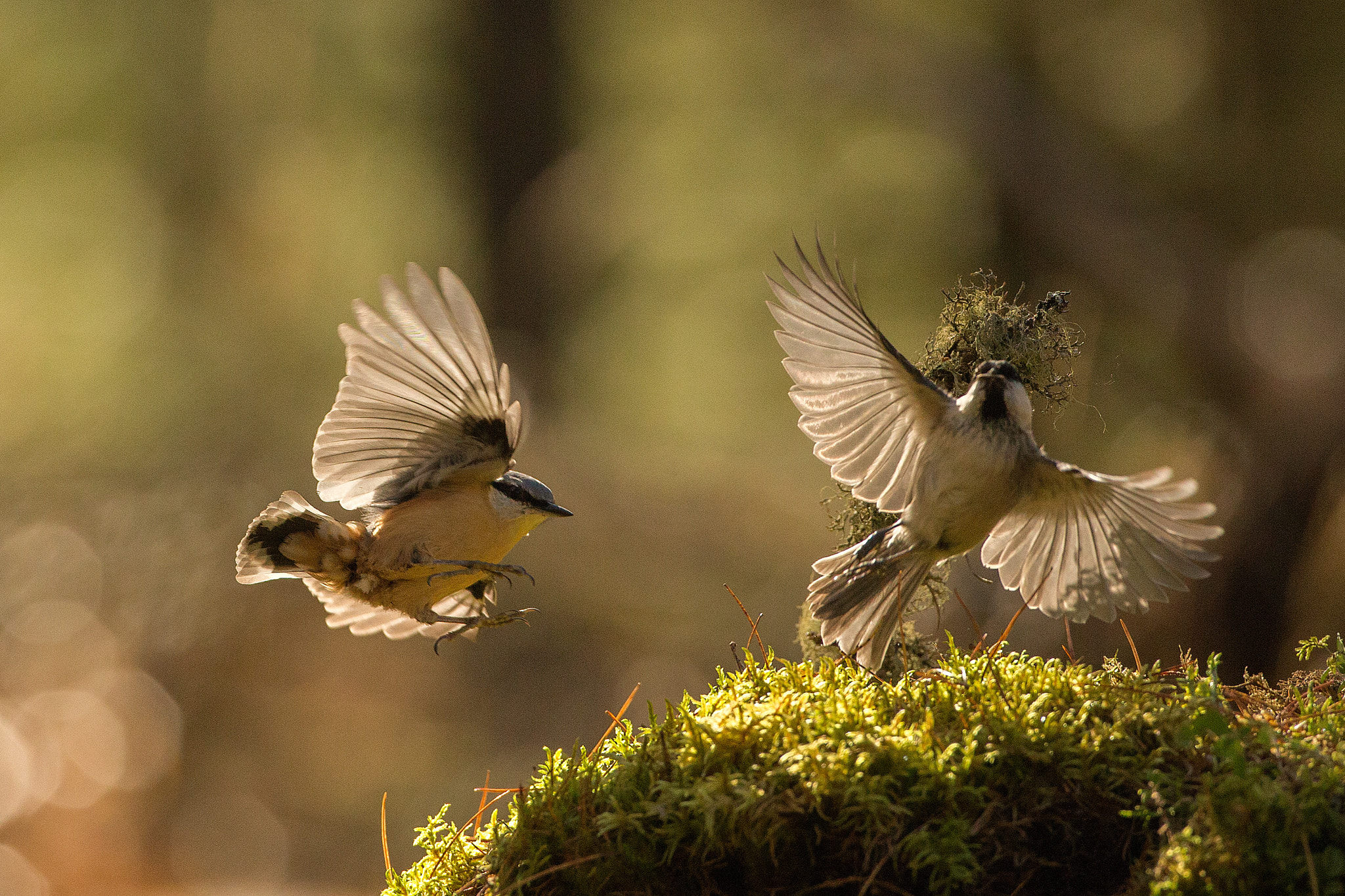 Canon EOS-1D X + Canon EF 500mm F4L IS USM sample photo. Editar photography