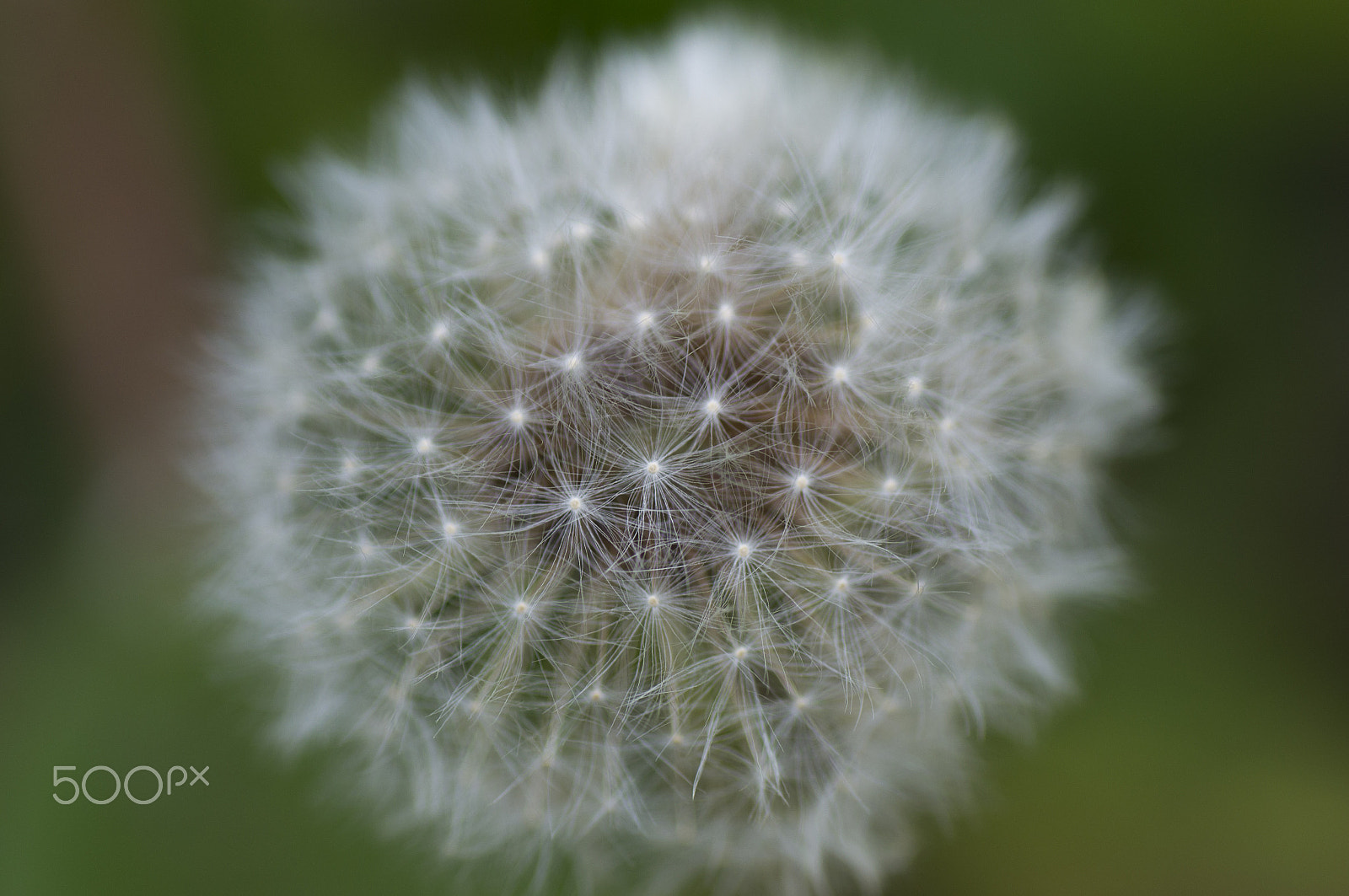 Sony SLT-A55 (SLT-A55V) sample photo. Dandelion photography