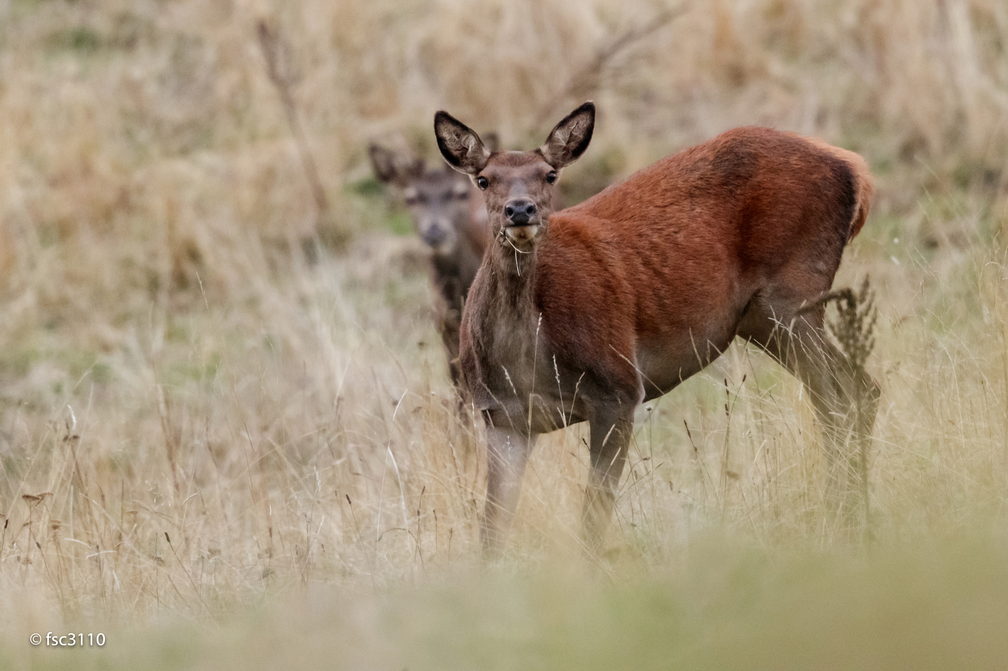 Canon EF 500mm F4L IS II USM sample photo. Doe looking at me photography